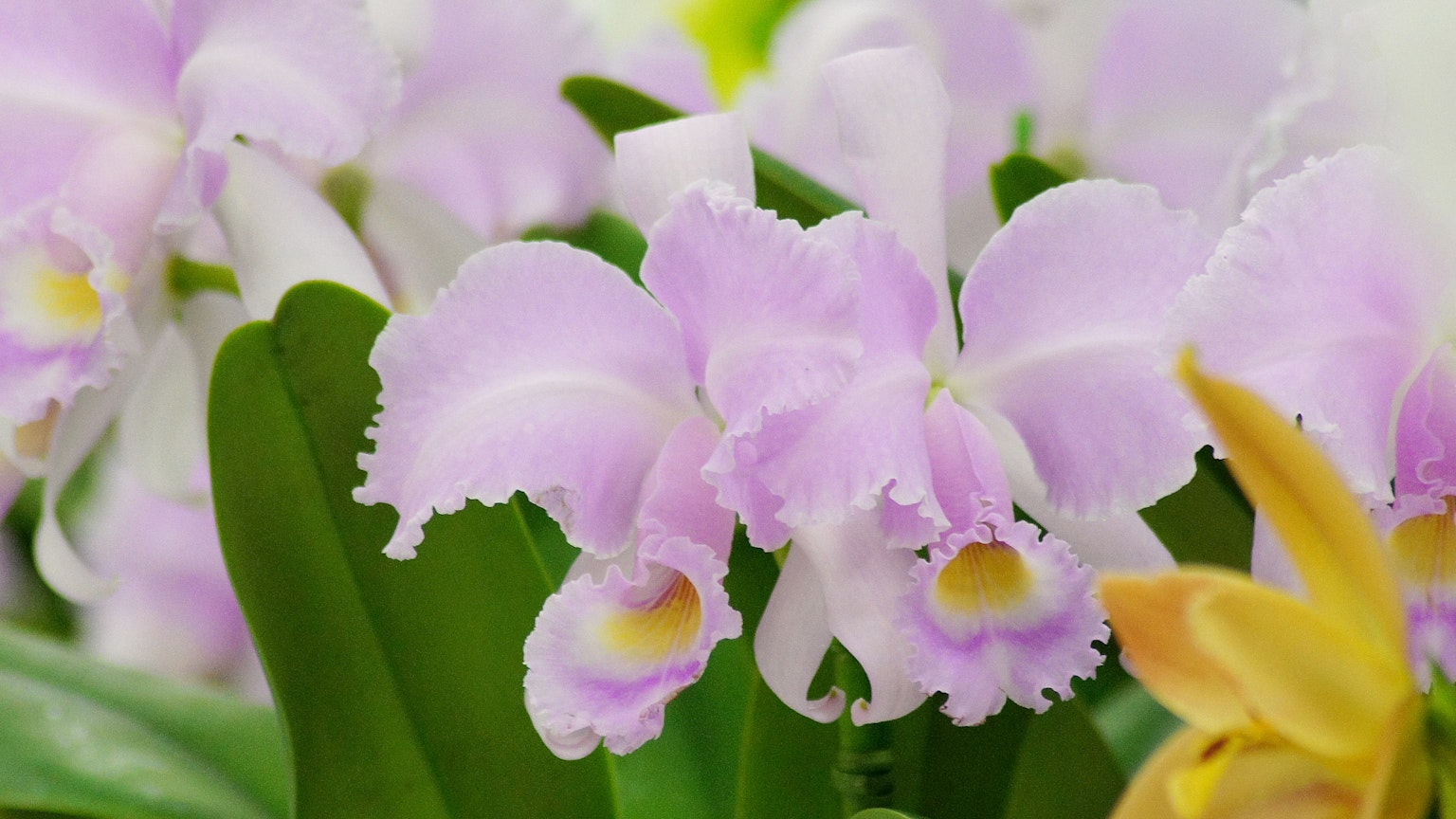 Primo piano di orchidee Cattleya con petali viola chiaro