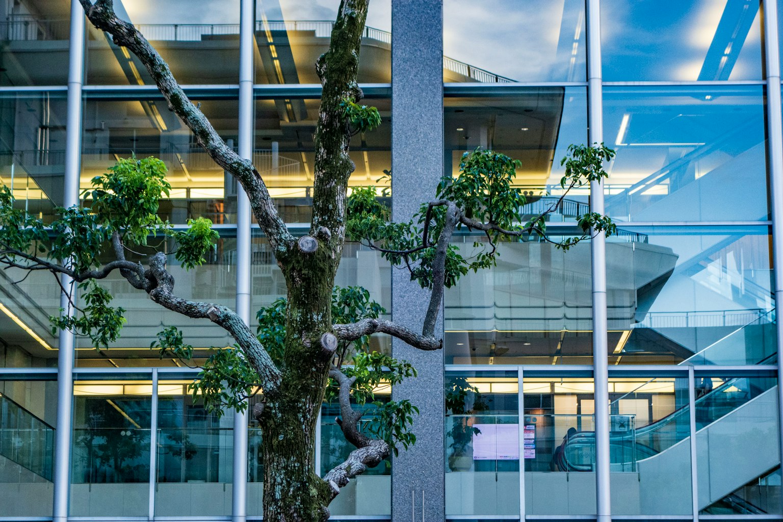 Fachada de vidrio moderna de un edificio contrastada con un árbol