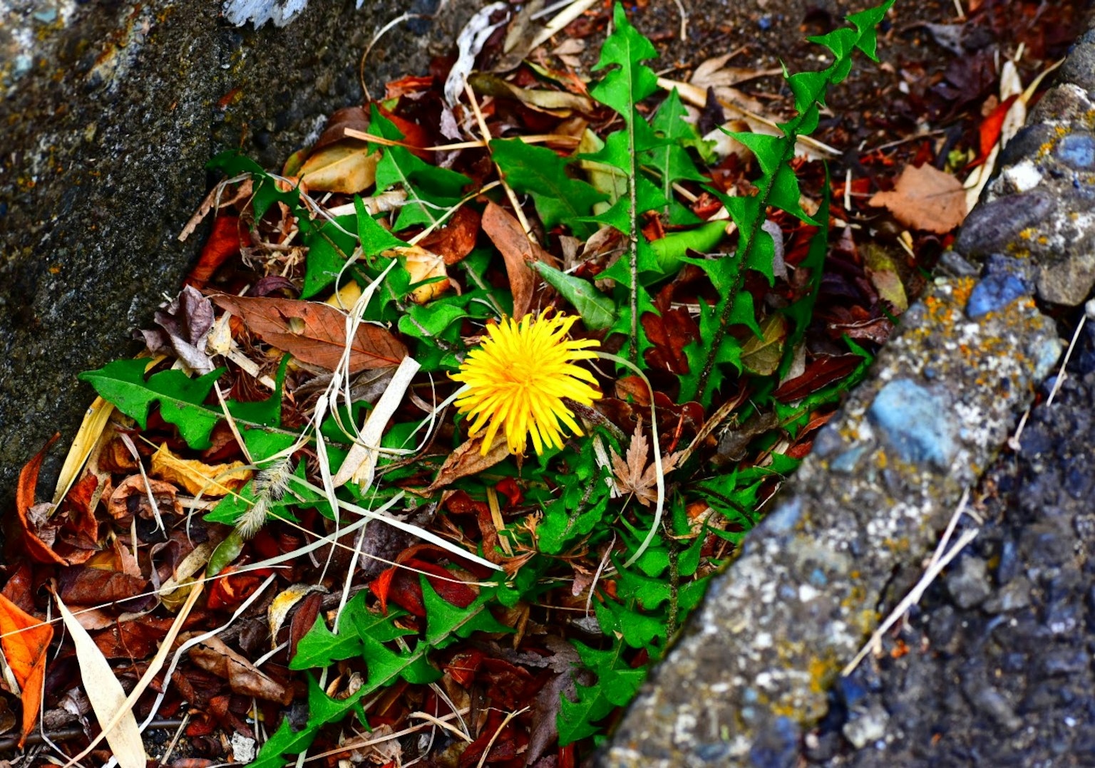 Dandelion kuning mekar di celah dengan daun hijau