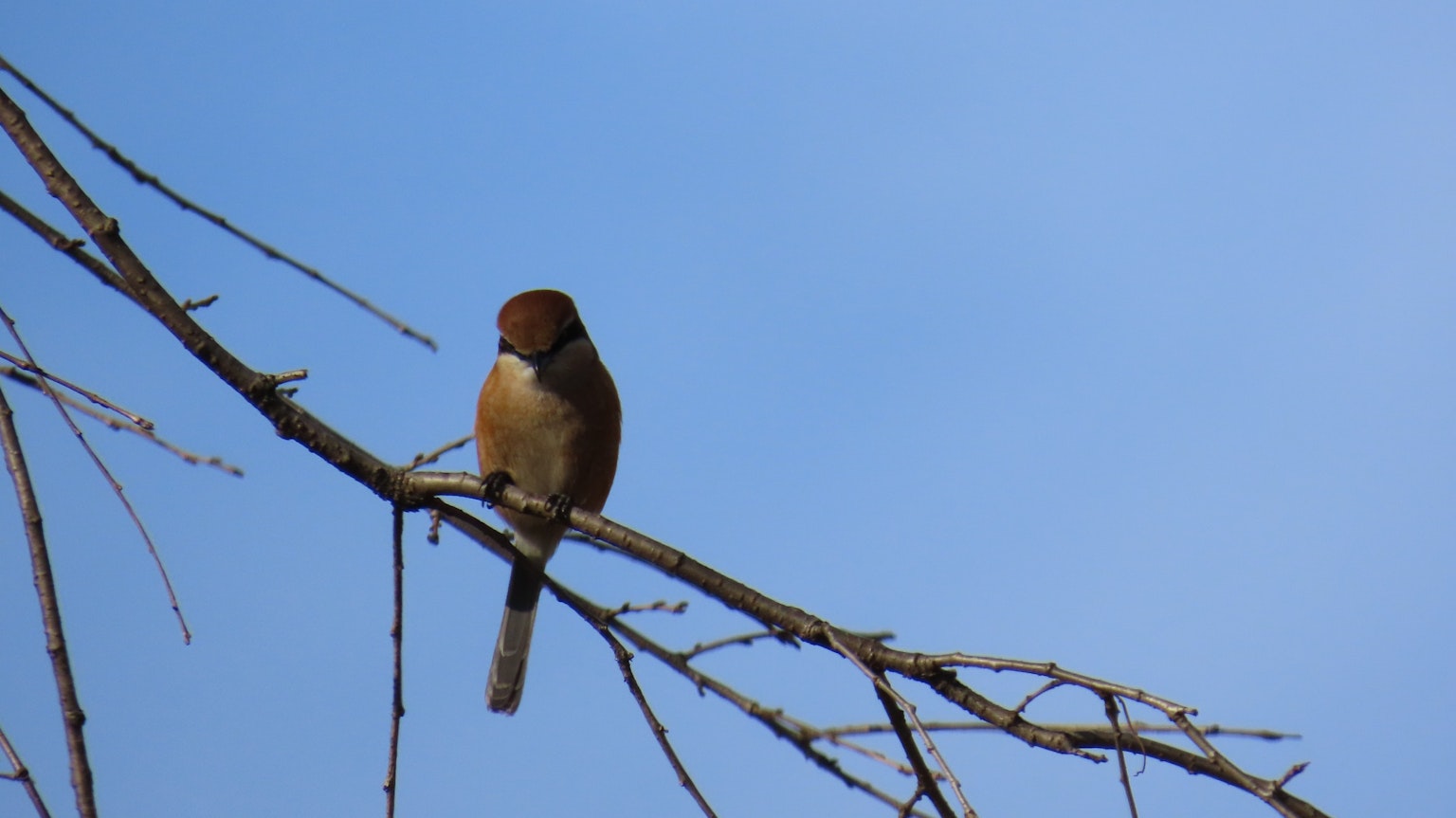 Ein kleiner Vogel sitzt auf einem Ast unter einem blauen Himmel