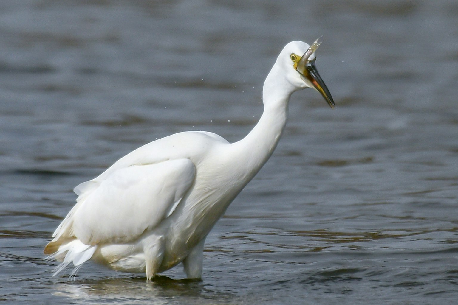 A white heron hunting fish in shallow water
