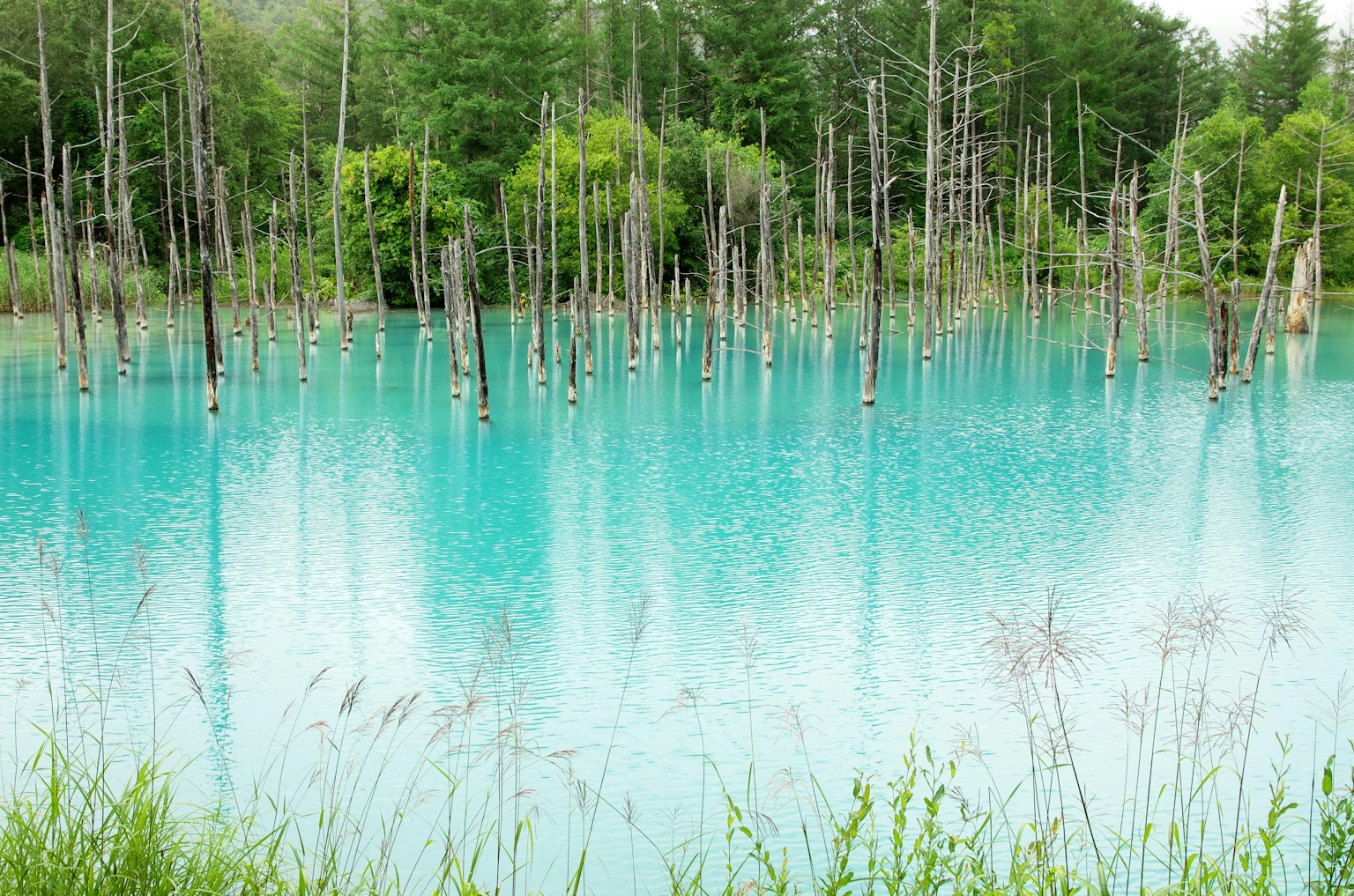 Pemandangan kolam turquoise dengan tunggul pohon terendam