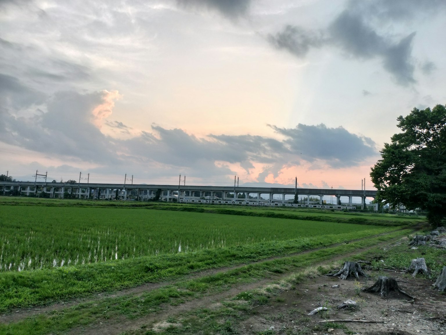 ทิวทัศน์ของนาข้าวและสะพานในยามพระอาทิตย์ตก