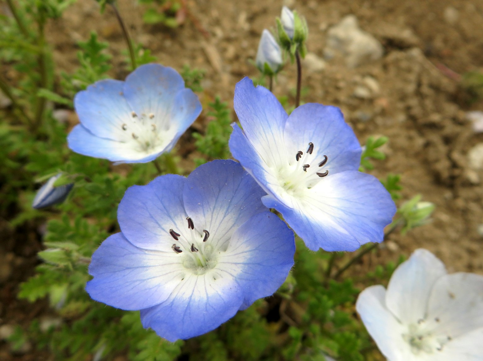Close-up of blue flowers with white centers and black stamens
