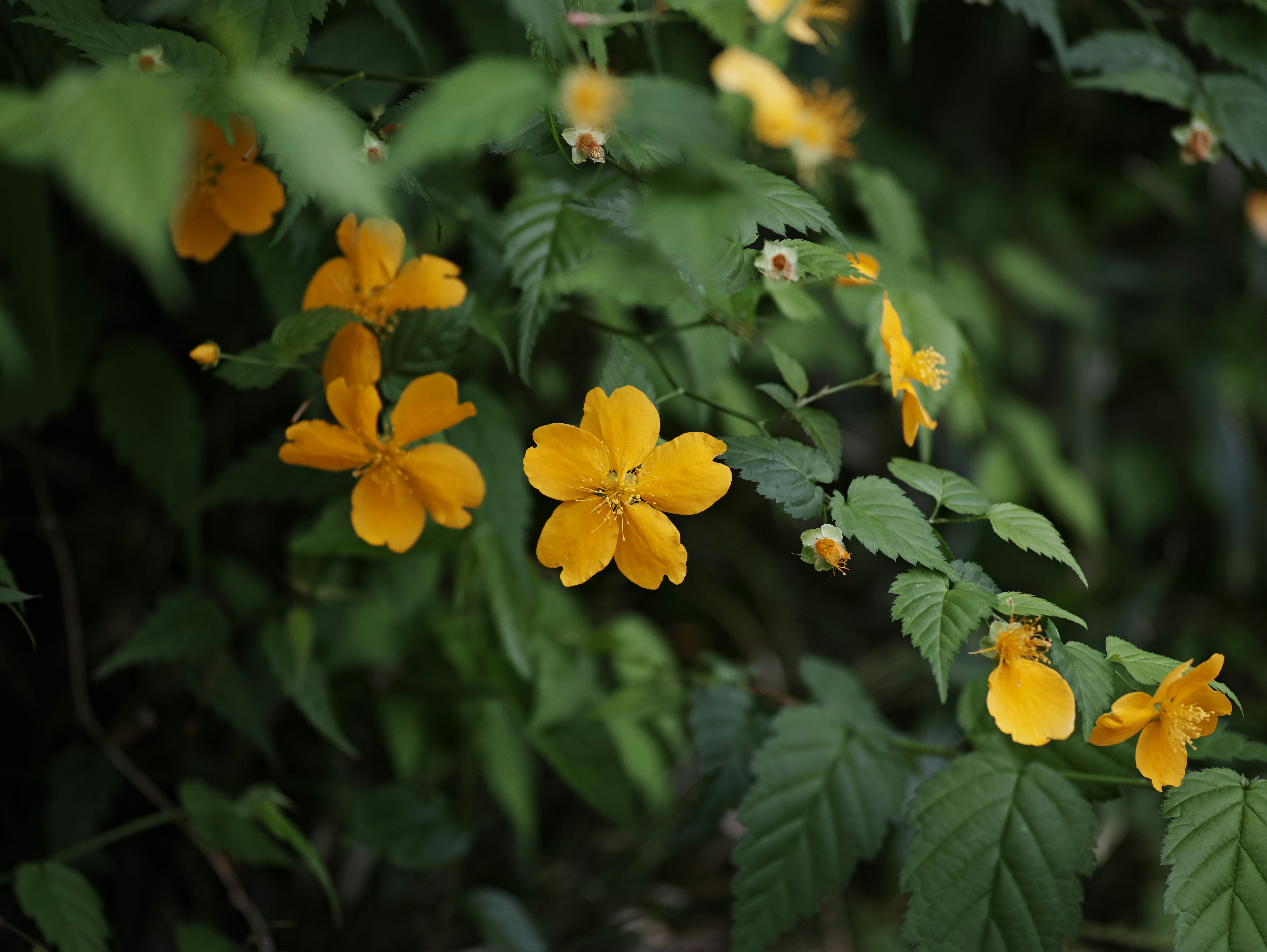 黄色い花と葉が茂る植物のクローズアップ