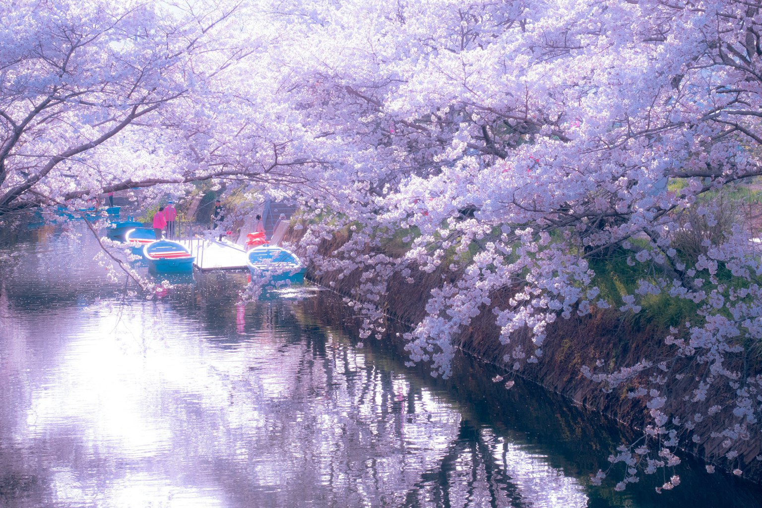 樱花树沿着宁静的河流与船只