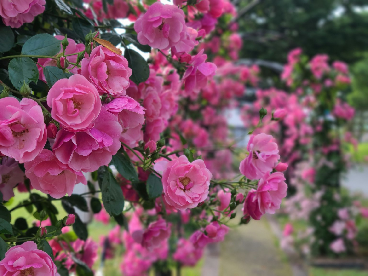 Mawar pink cerah mekar di lanskap taman