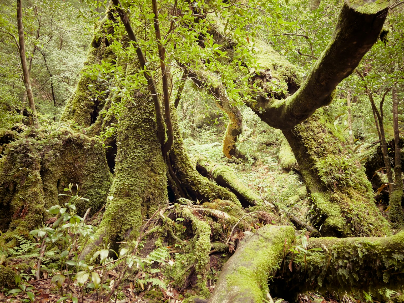 Pemandangan hutan dengan pohon kuno yang ditutupi lumut hijau