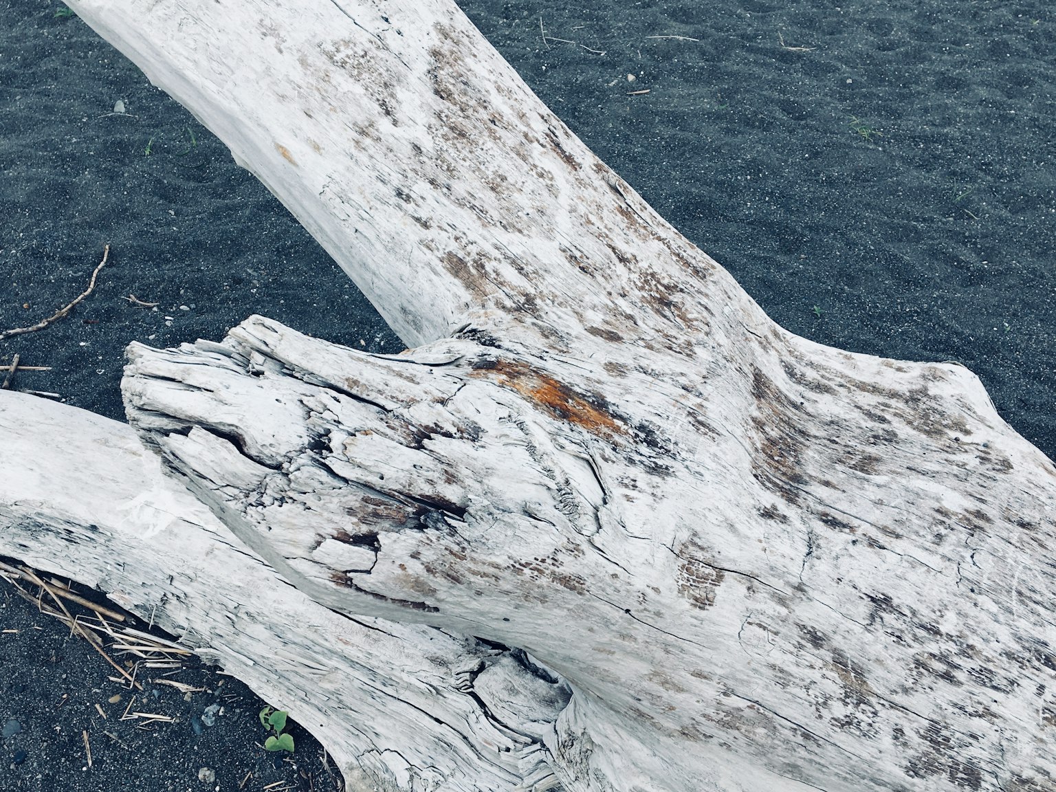 Vista detallada de madera flotante blanca en una playa de arena negra