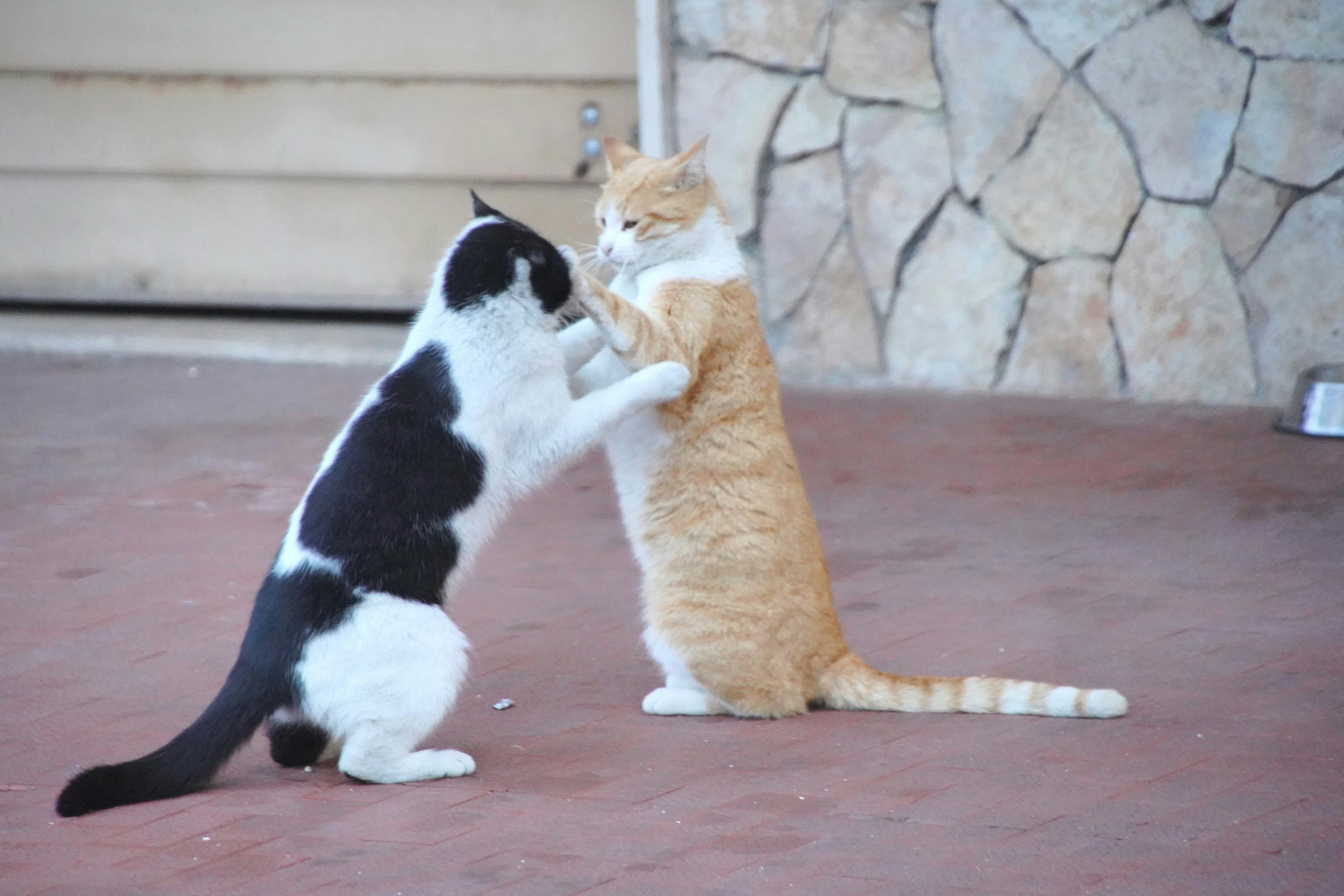 寄り添う2匹の猫のじゃれ合い