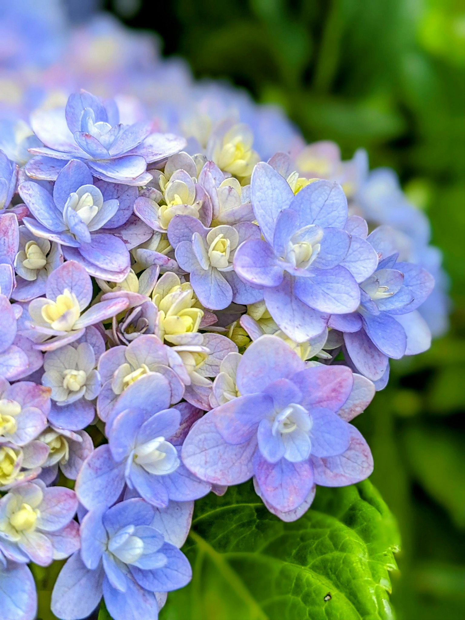Mazzo di fiori di ortensia viola e bianca