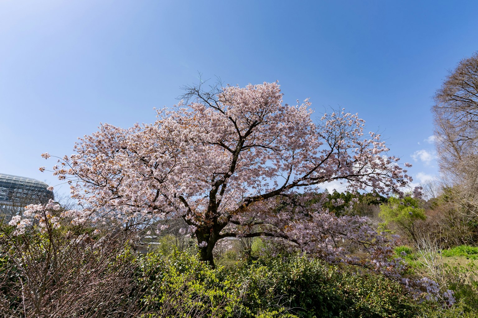 Árbol de cerezo en flor bajo un cielo azul claro con vegetación circundante