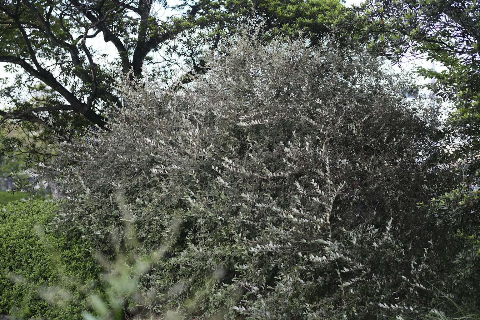 Olivo con hojas plateadas en un entorno verde