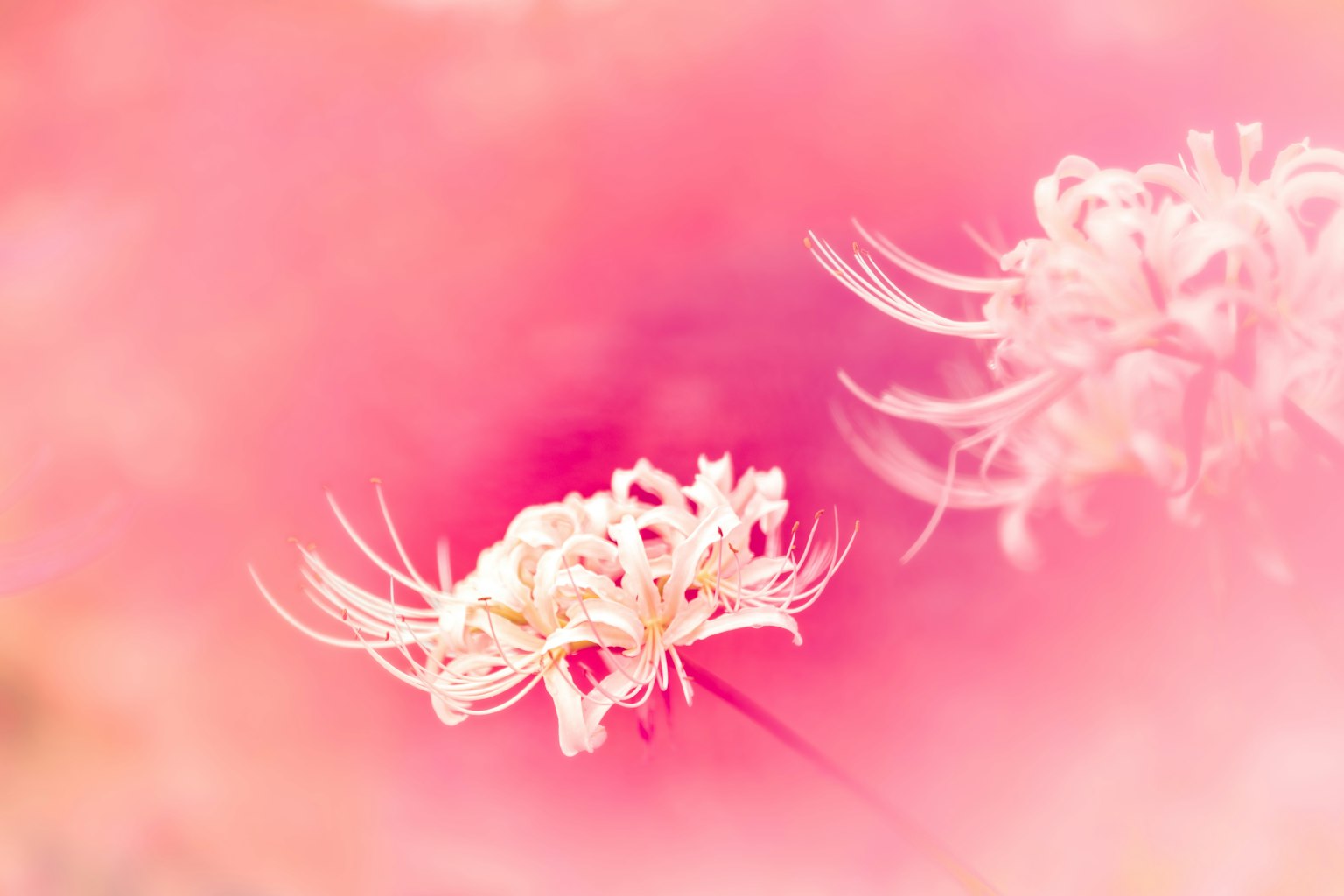 Close-up of white flowers against a soft pink background