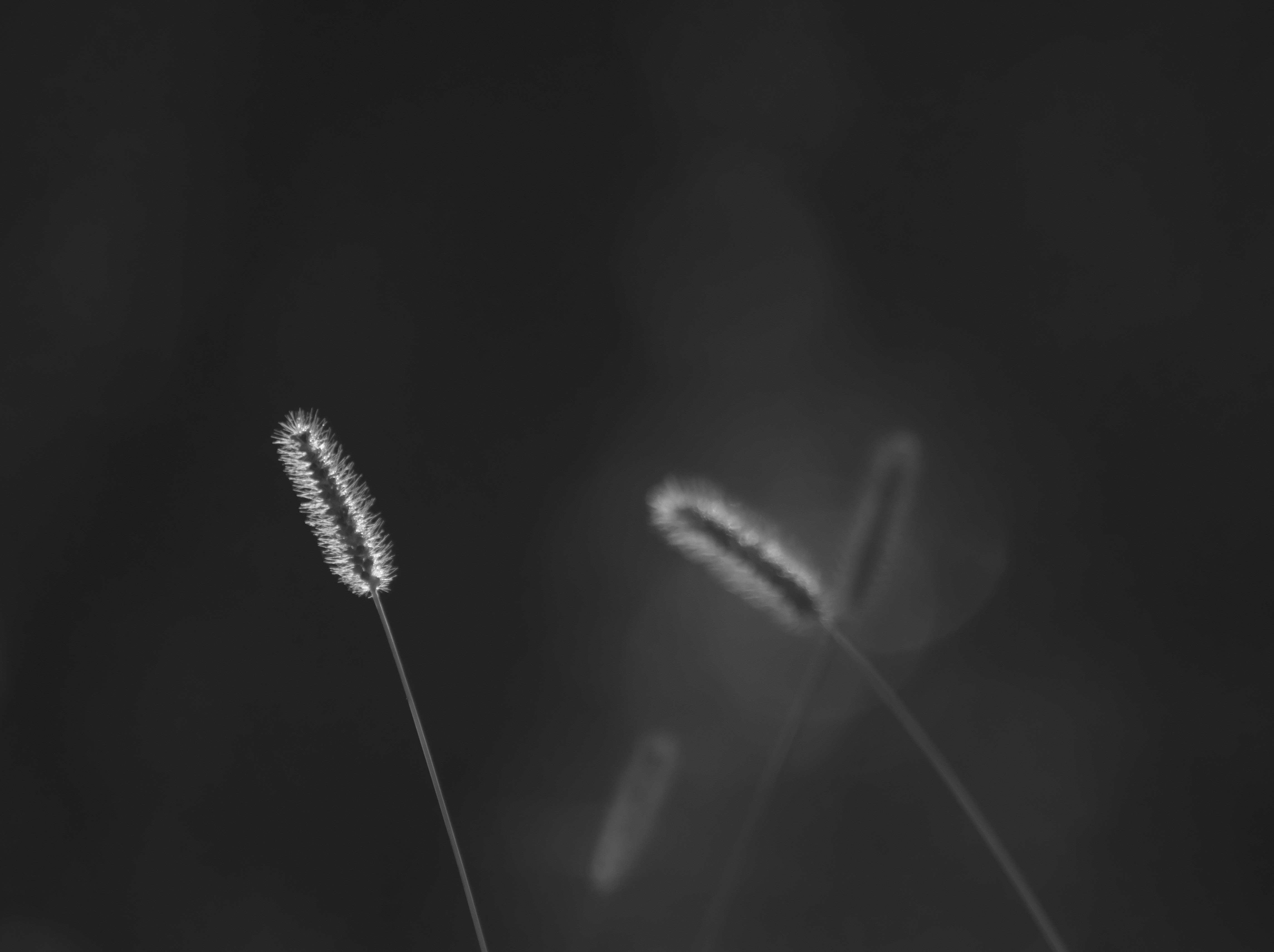 黒背景に浮かぶ細い花の穂先