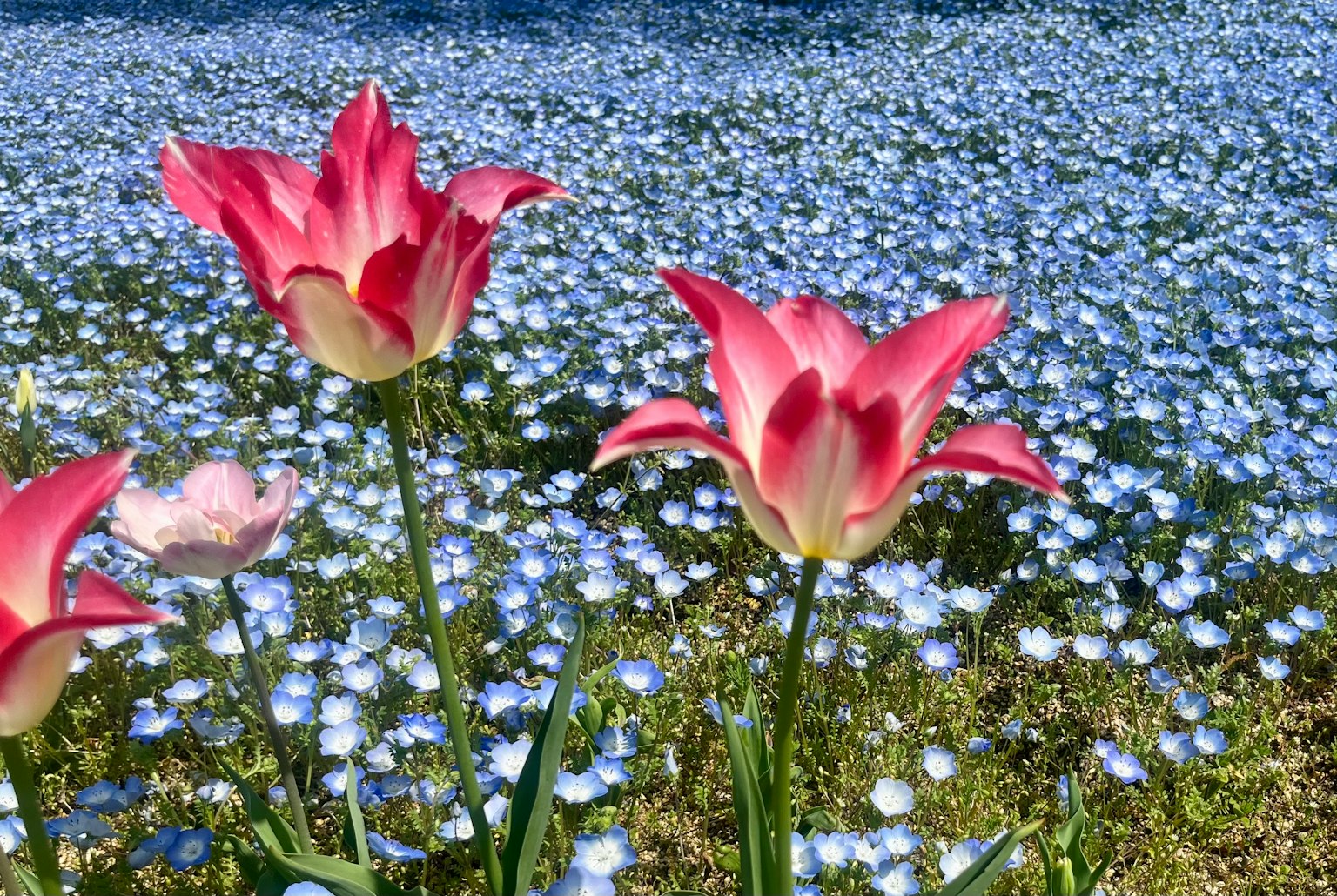 Beautiful landscape with pink tulips and a field of blue flowers