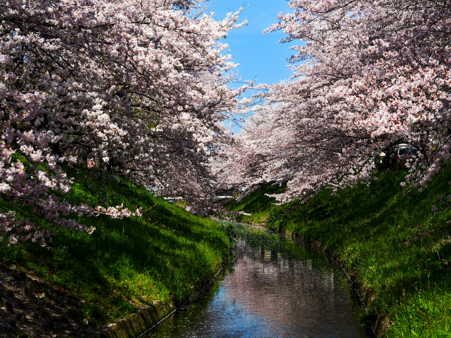 Scenic view of cherry blossom trees along a stream