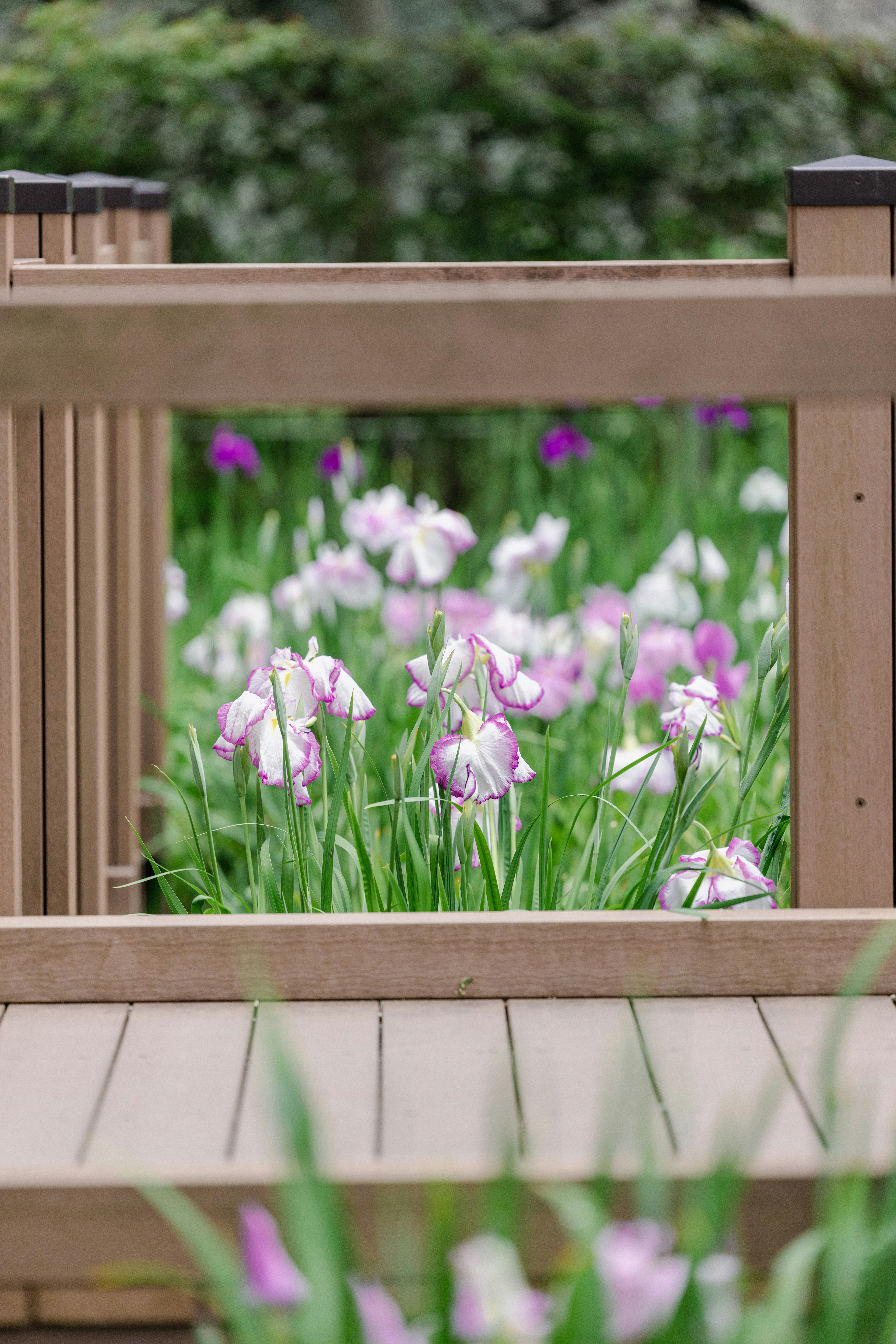 木製の花壇枠に咲く菖蒲の花