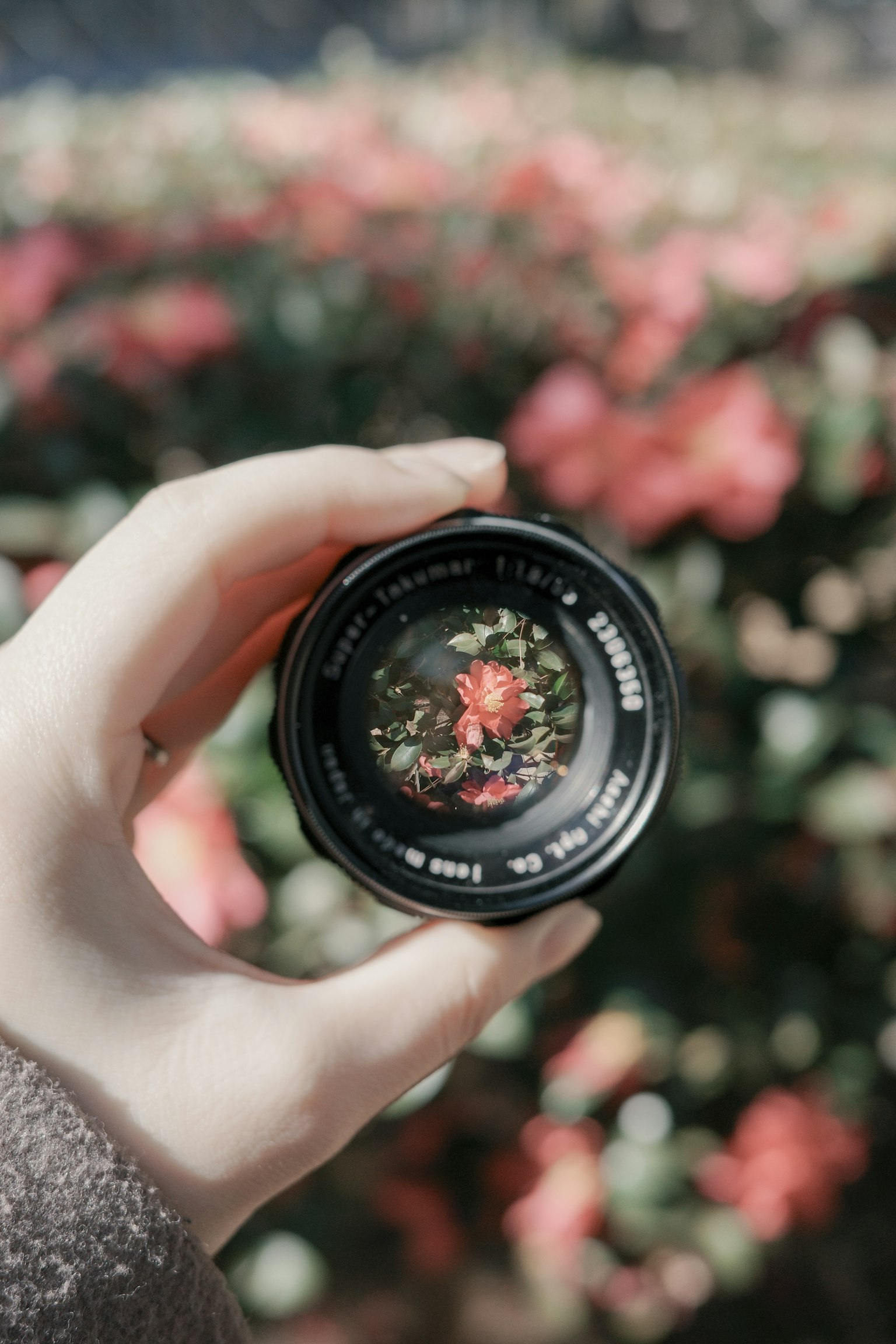 手に持たれたカメラレンズとその中に映る花の景色