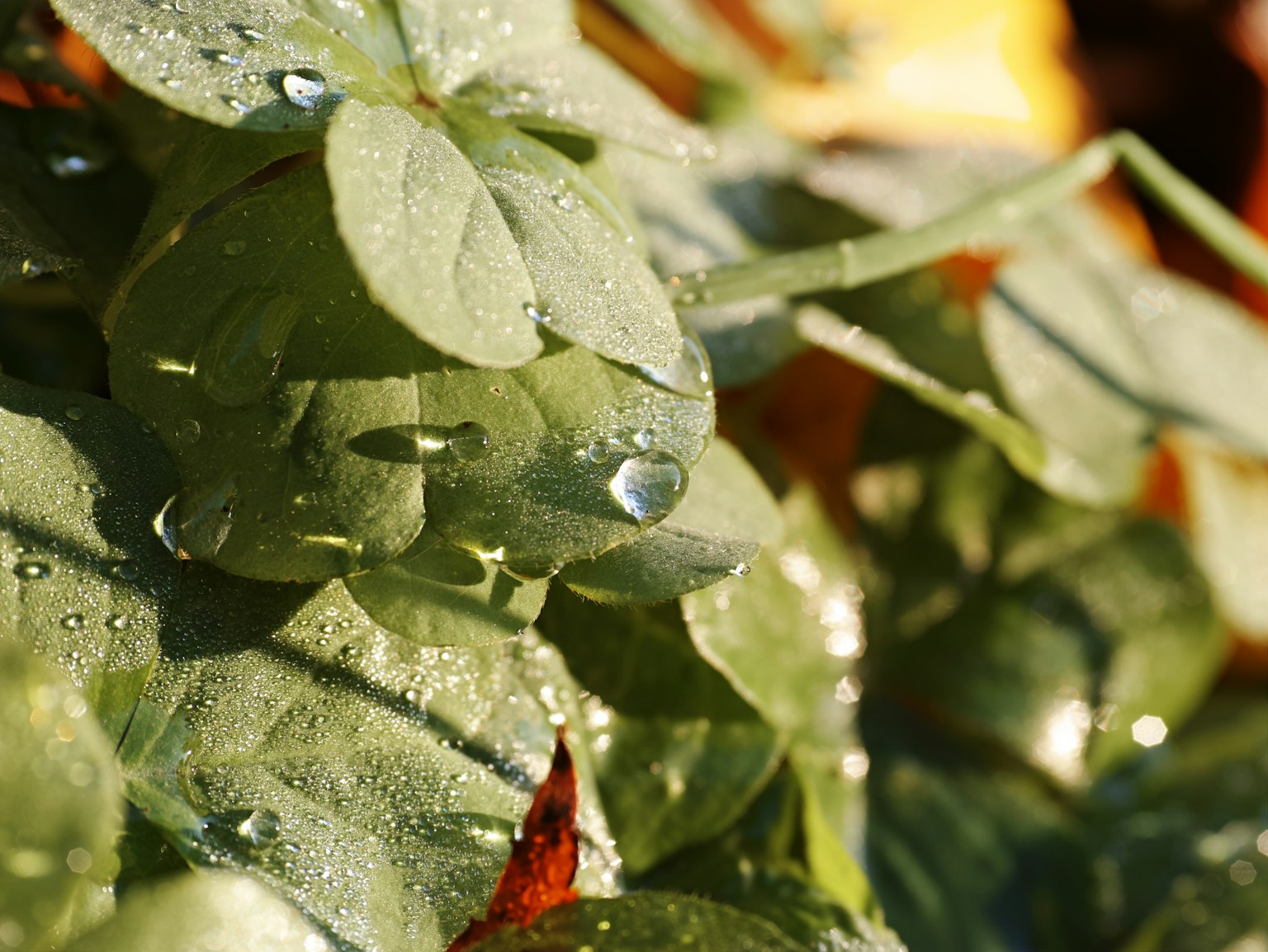 特寫綠色葉子上有水滴