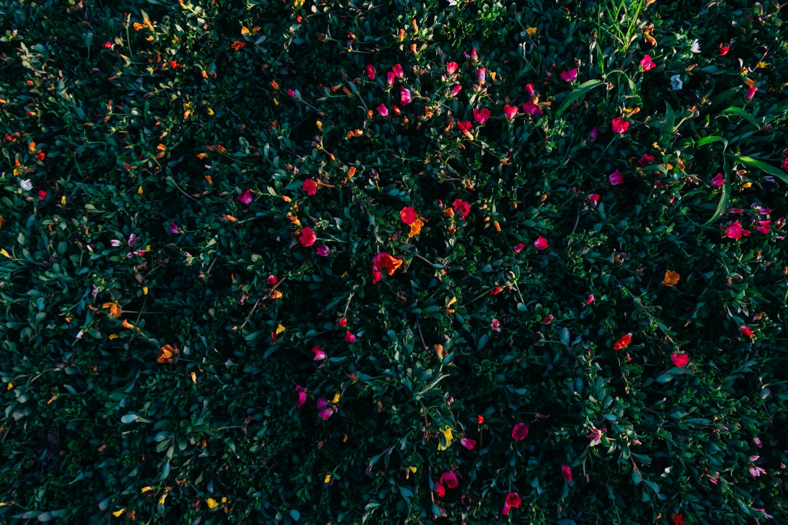 Una mezcla vibrante de flores coloridas esparcidas entre la hierba verde exuberante
