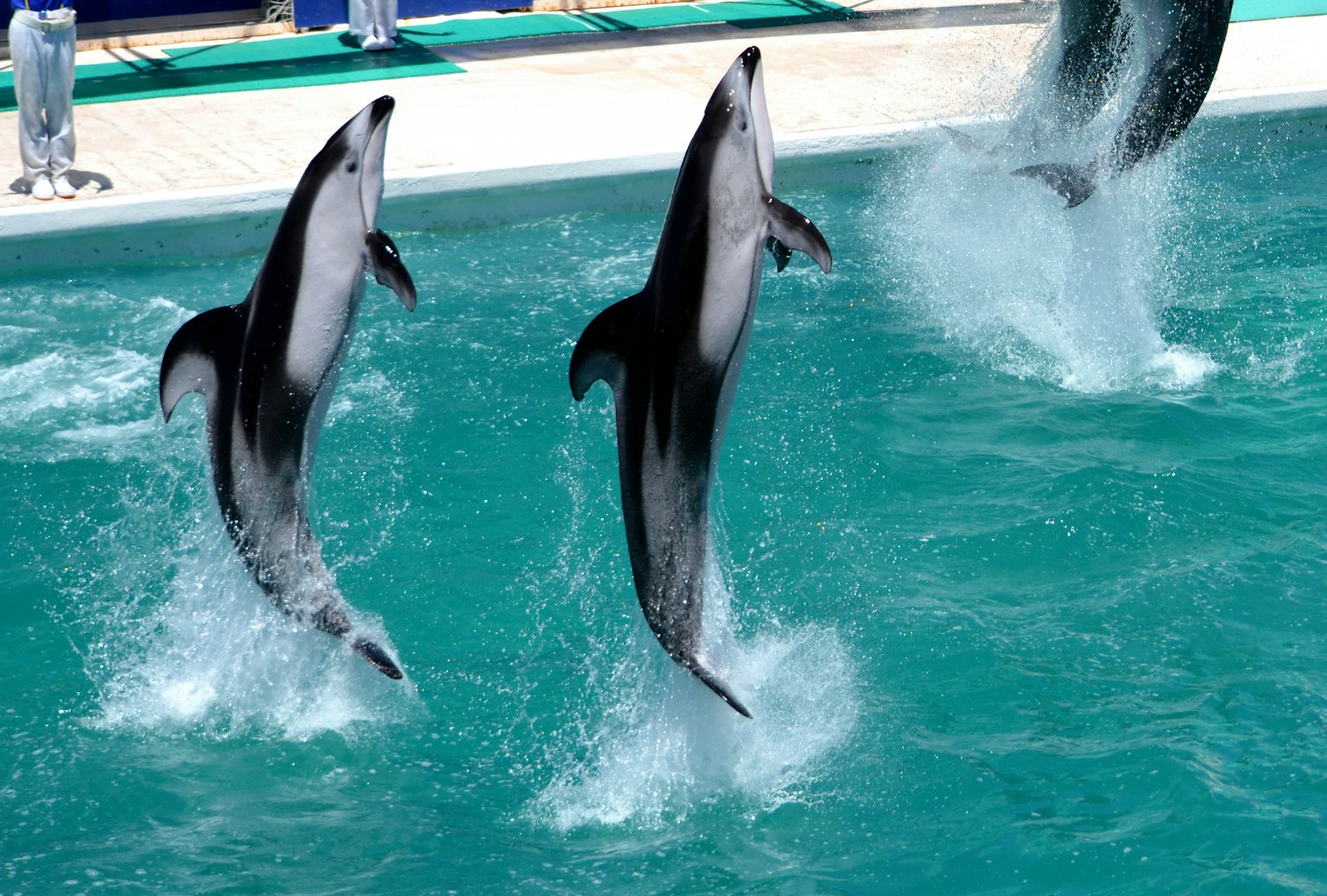 Des dauphins sautant hors de l'eau dans une piscine bleue vibrante