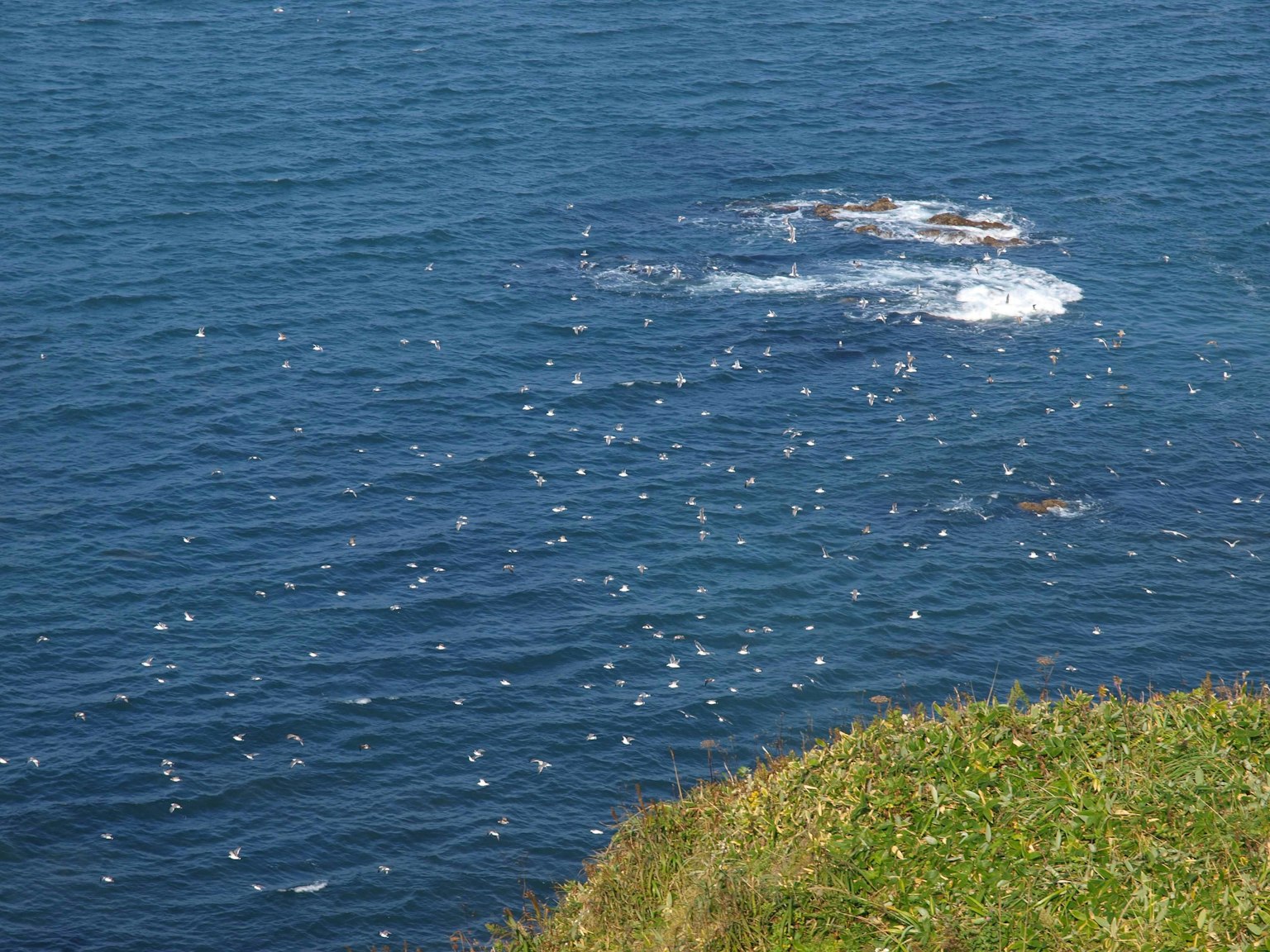 Laut biru dengan busa putih dan tepi rumput