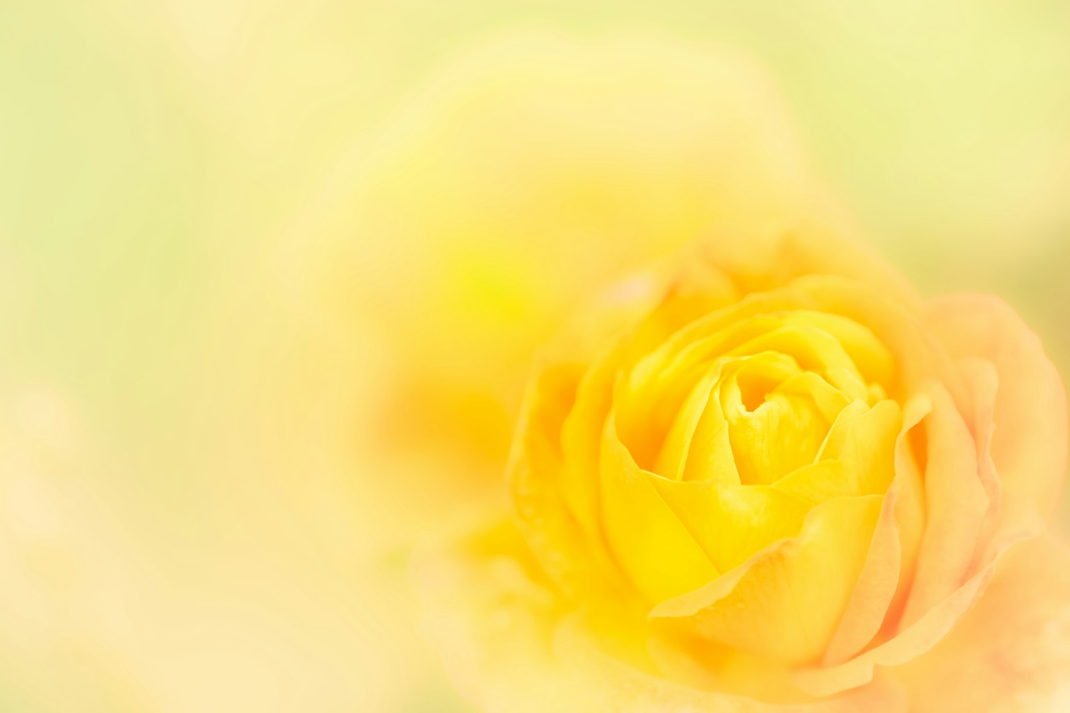 Fleur de rose jaune douce sur un fond flou
