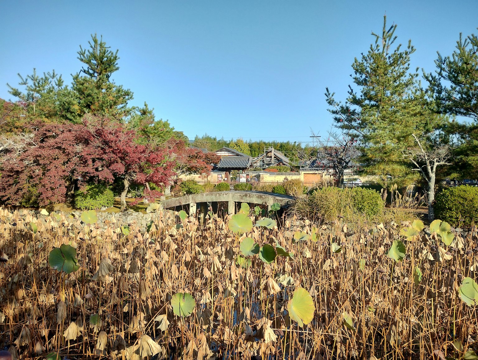 Paisaje sereno de estanque con hojas de loto secas y árboles coloridos