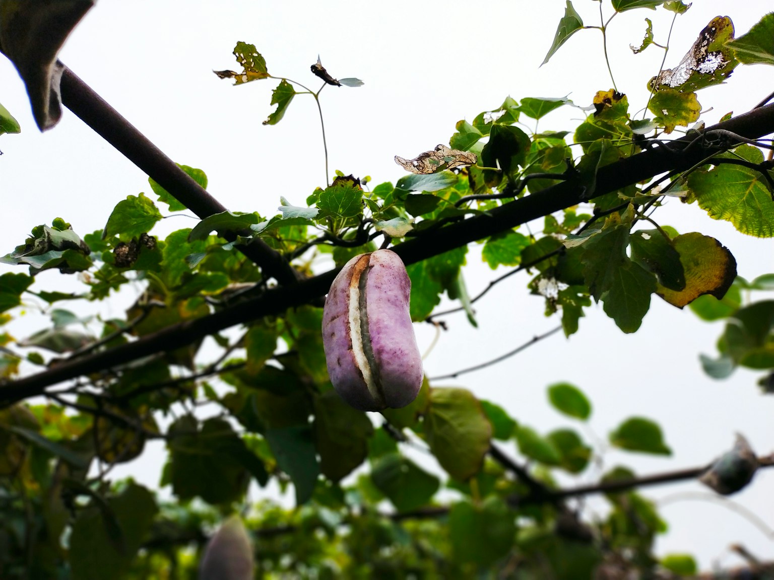 Frutto viola appeso tra le foglie verdi su una vite