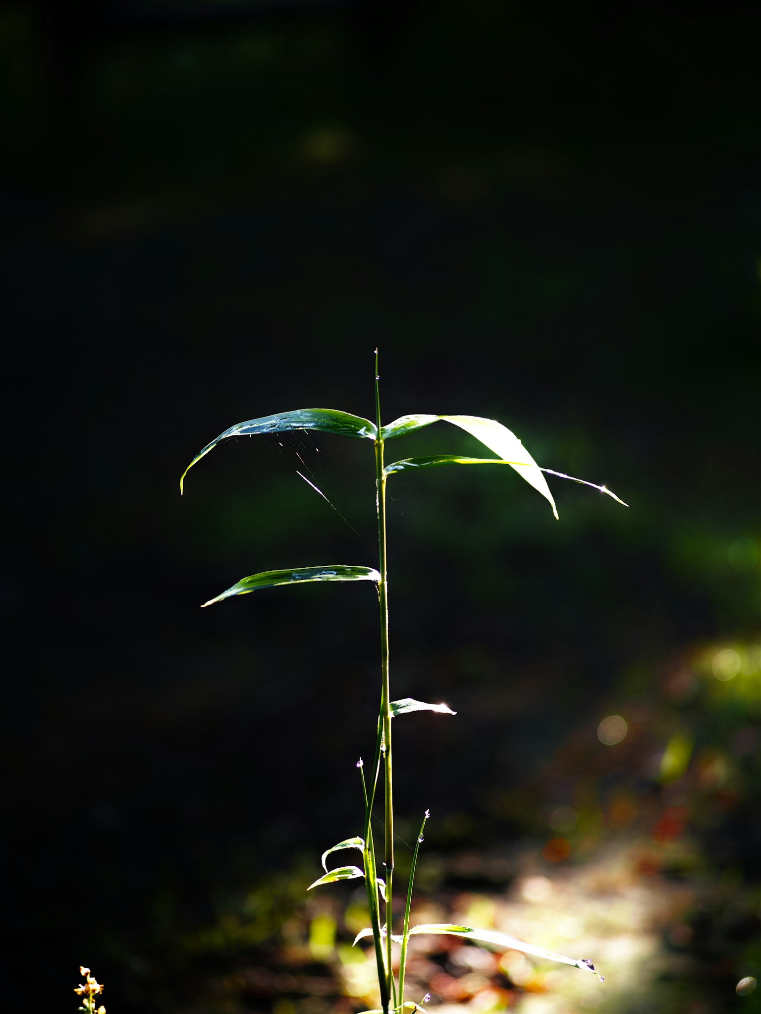 Pianta sottile illuminata su uno sfondo scuro