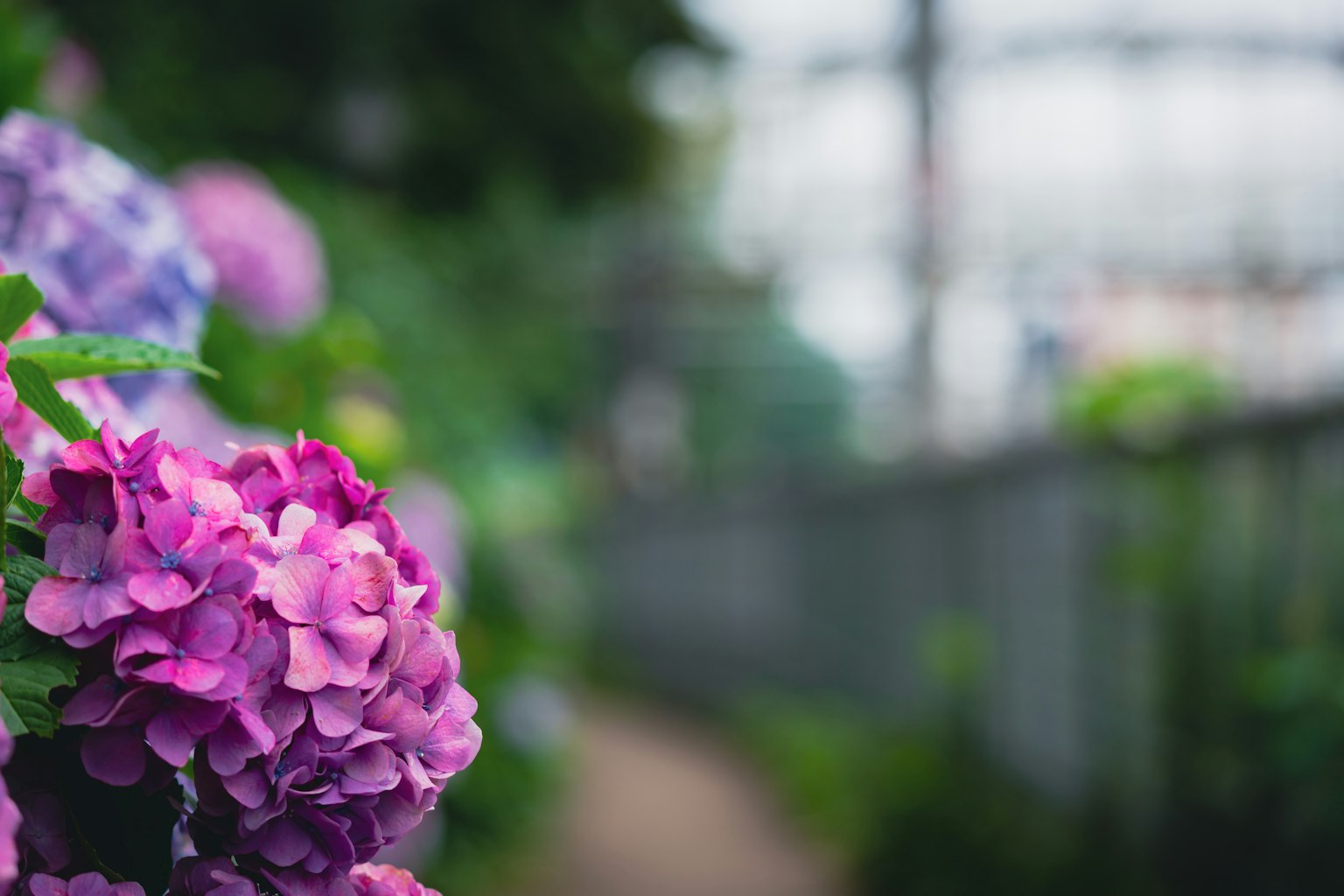 色彩斑斓的繡球花在花園中