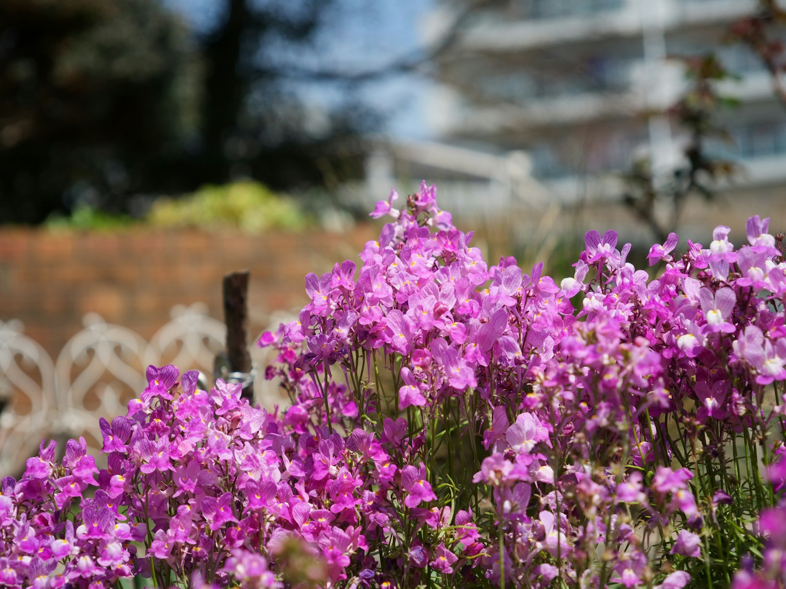 Fiori viola vivaci che sbocciano in un giardino