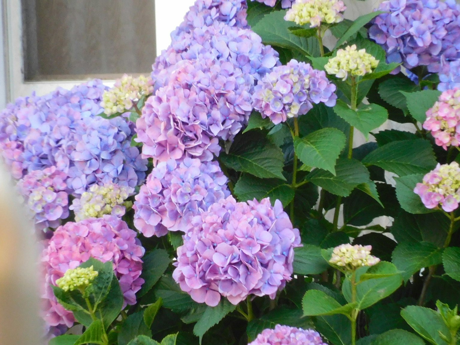 Fiori di ortensia in tonalità viola e rosa che fioriscono in un giardino