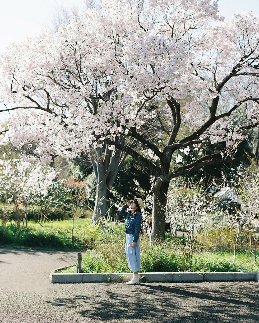 桜の木の下で花びらを見上げる人物
