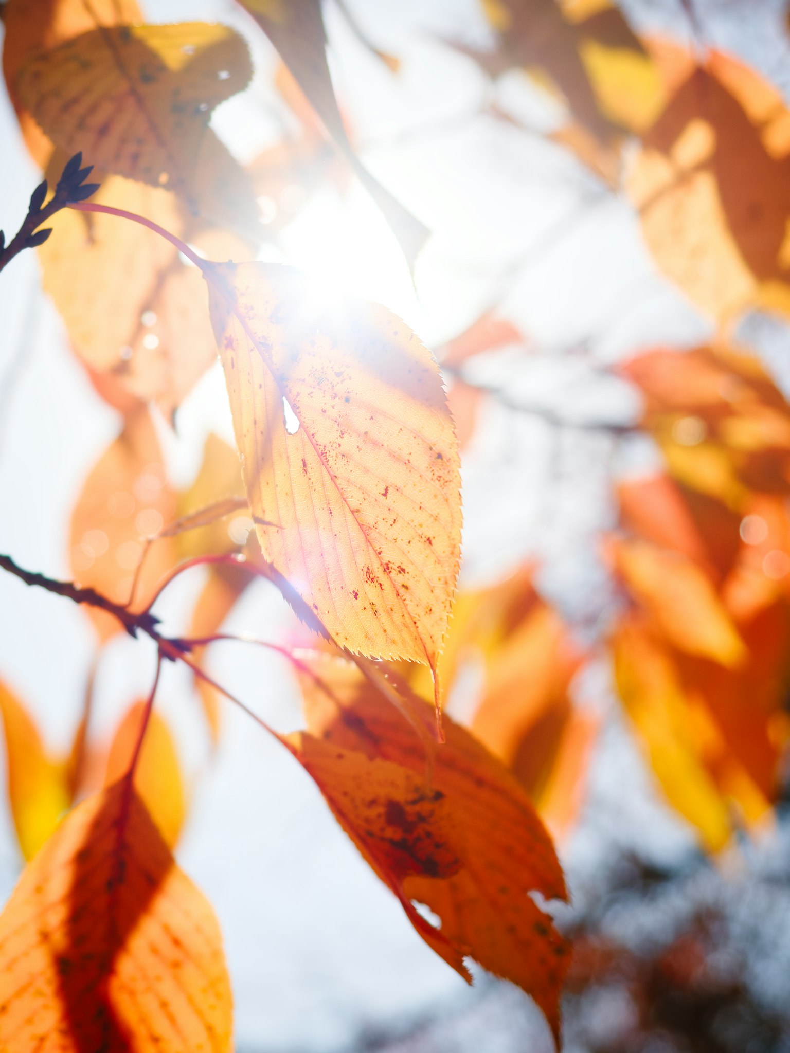 Feuilles orange d'automne avec la lumière du soleil qui brille à travers
