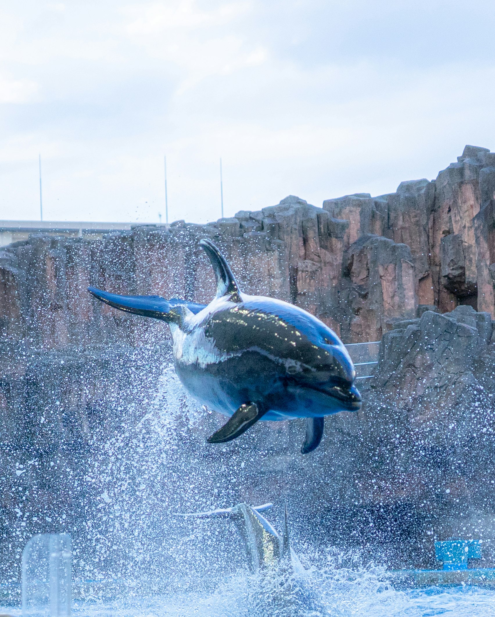水しぶきを上げてジャンプするイルカの姿
