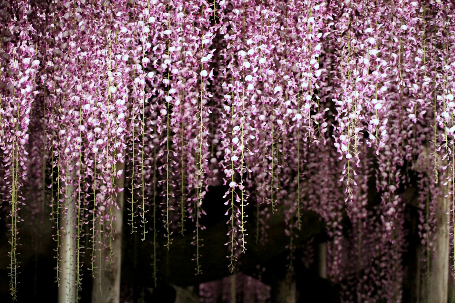 Hoa glycine đẹp treo xuống