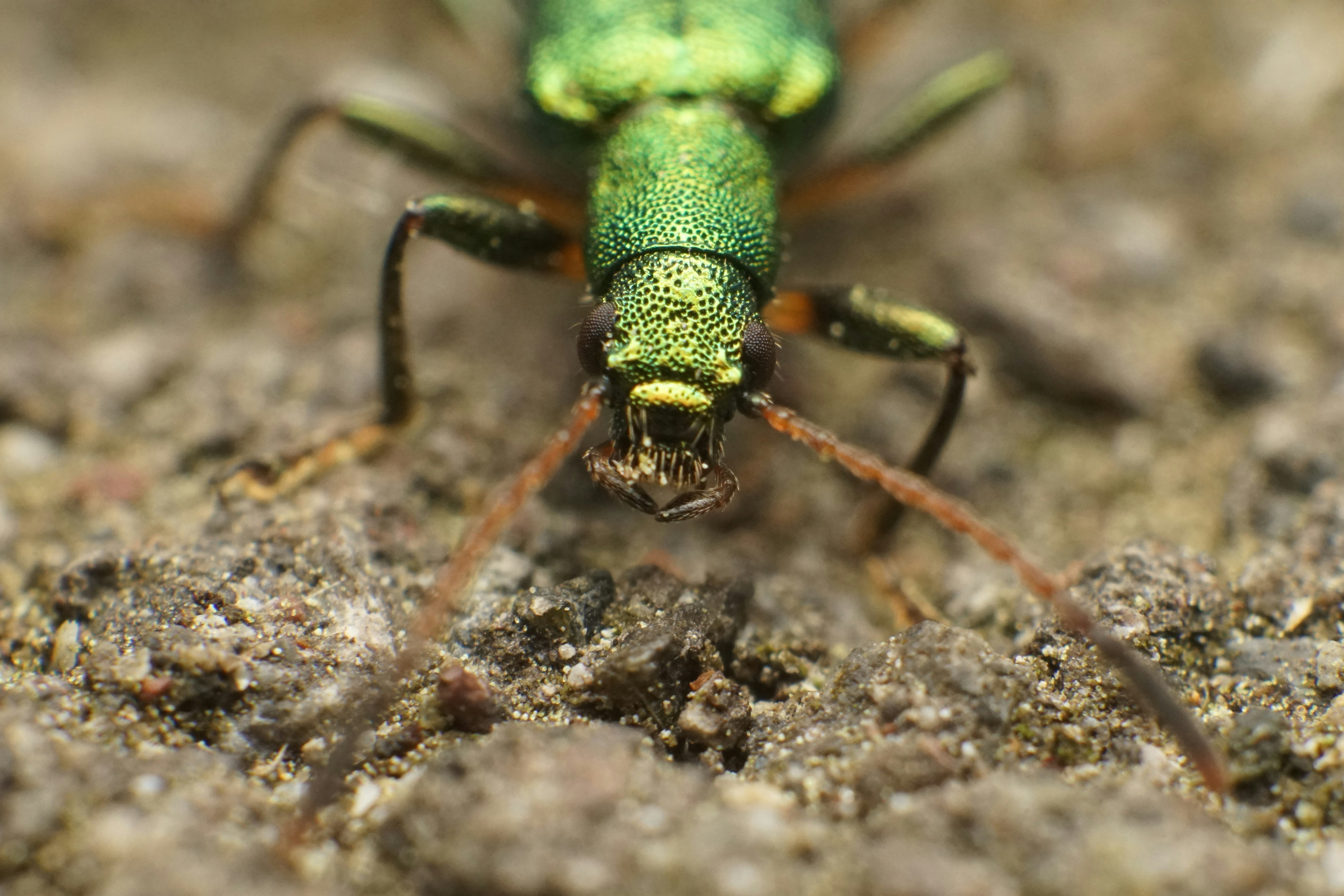 葉甲科（Chrysomelidae）阿奧哈姆西達馬西屬甲蟲正面朝向鏡頭的沙地特寫