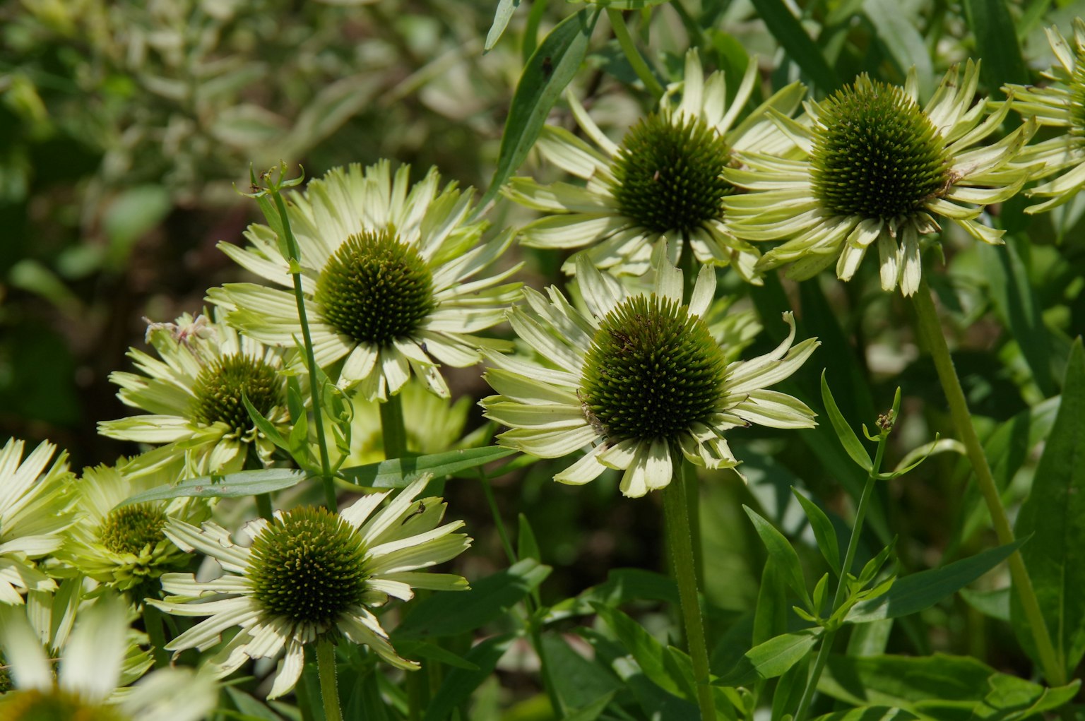 Gruppe von Echinacea-Blumen mit weißen Blütenblättern und grünen Zentren