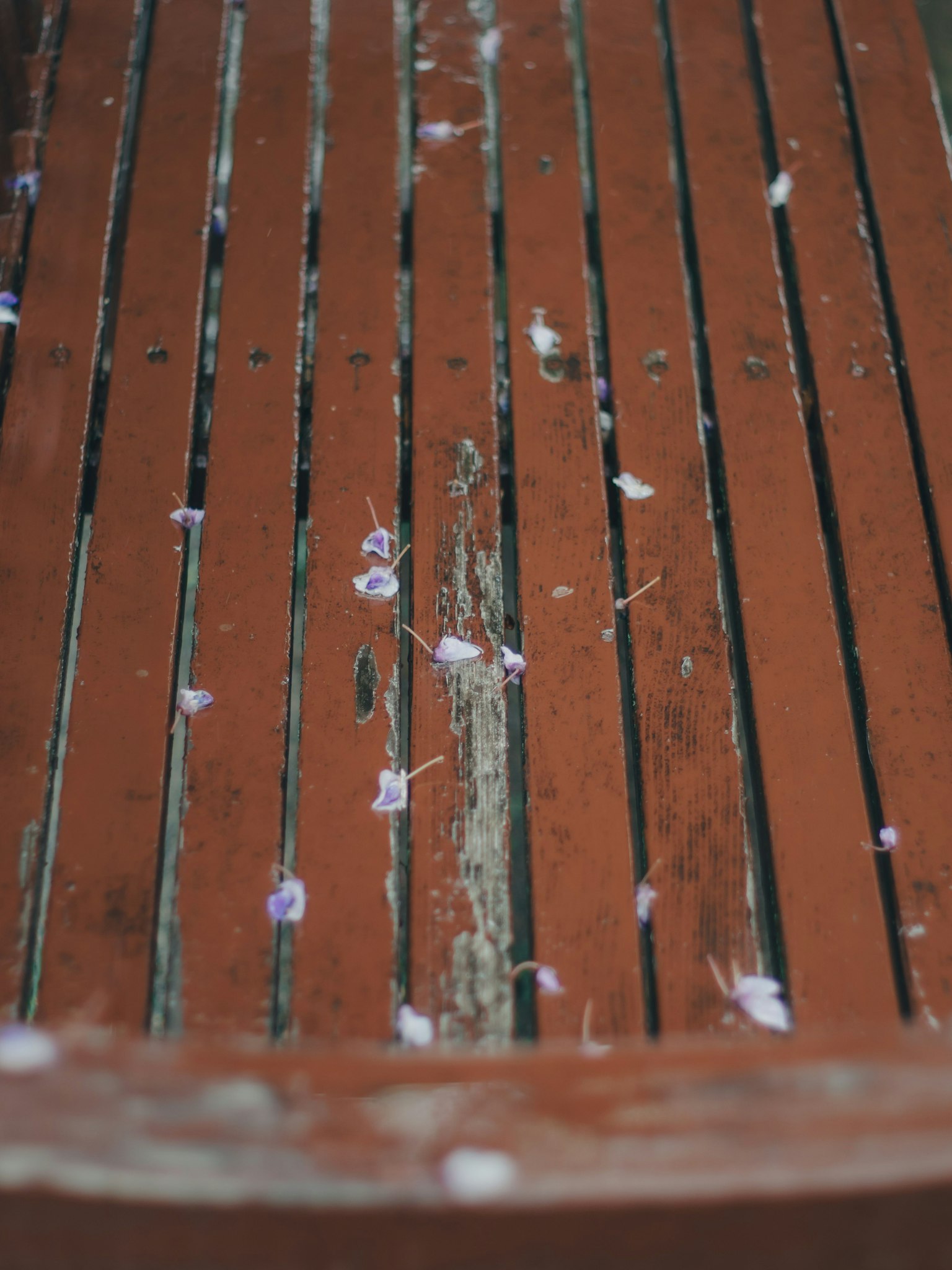 Banc en bois avec des pétales de fleurs violettes éparpillés