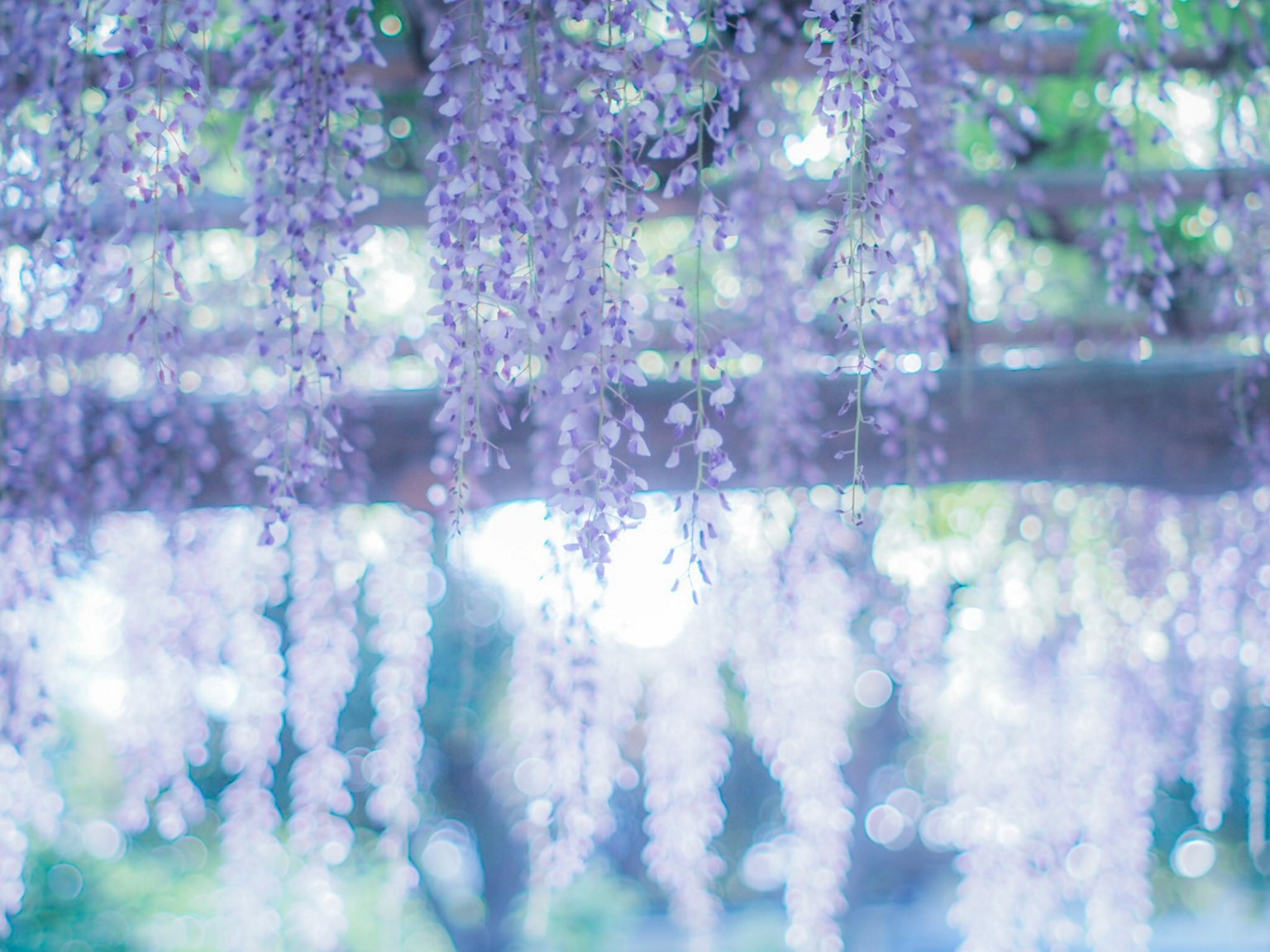 Pemandangan indah bunga wisteria ungu yang menggantung