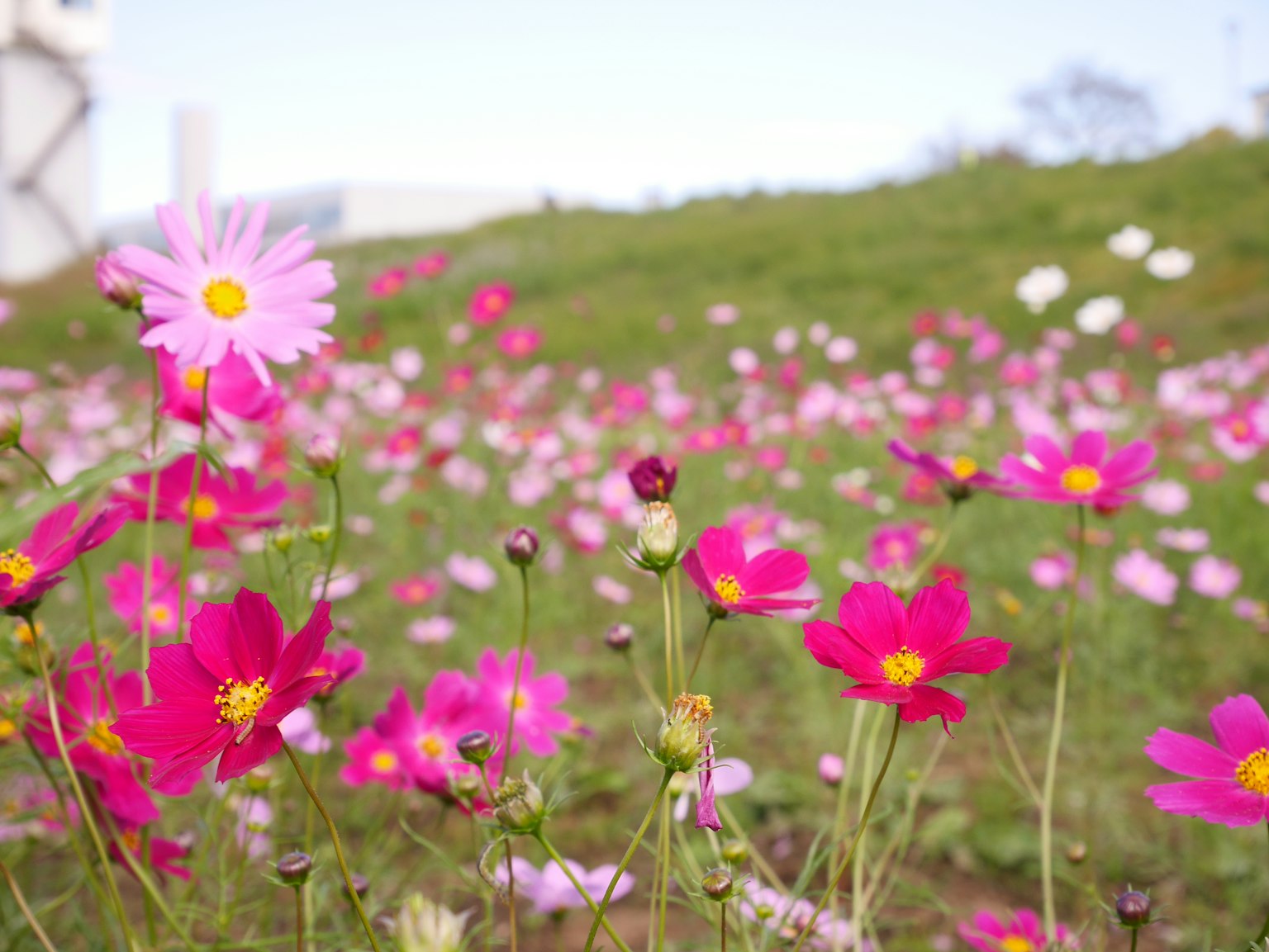 Flores de cosmos coloridas floreciendo en un campo