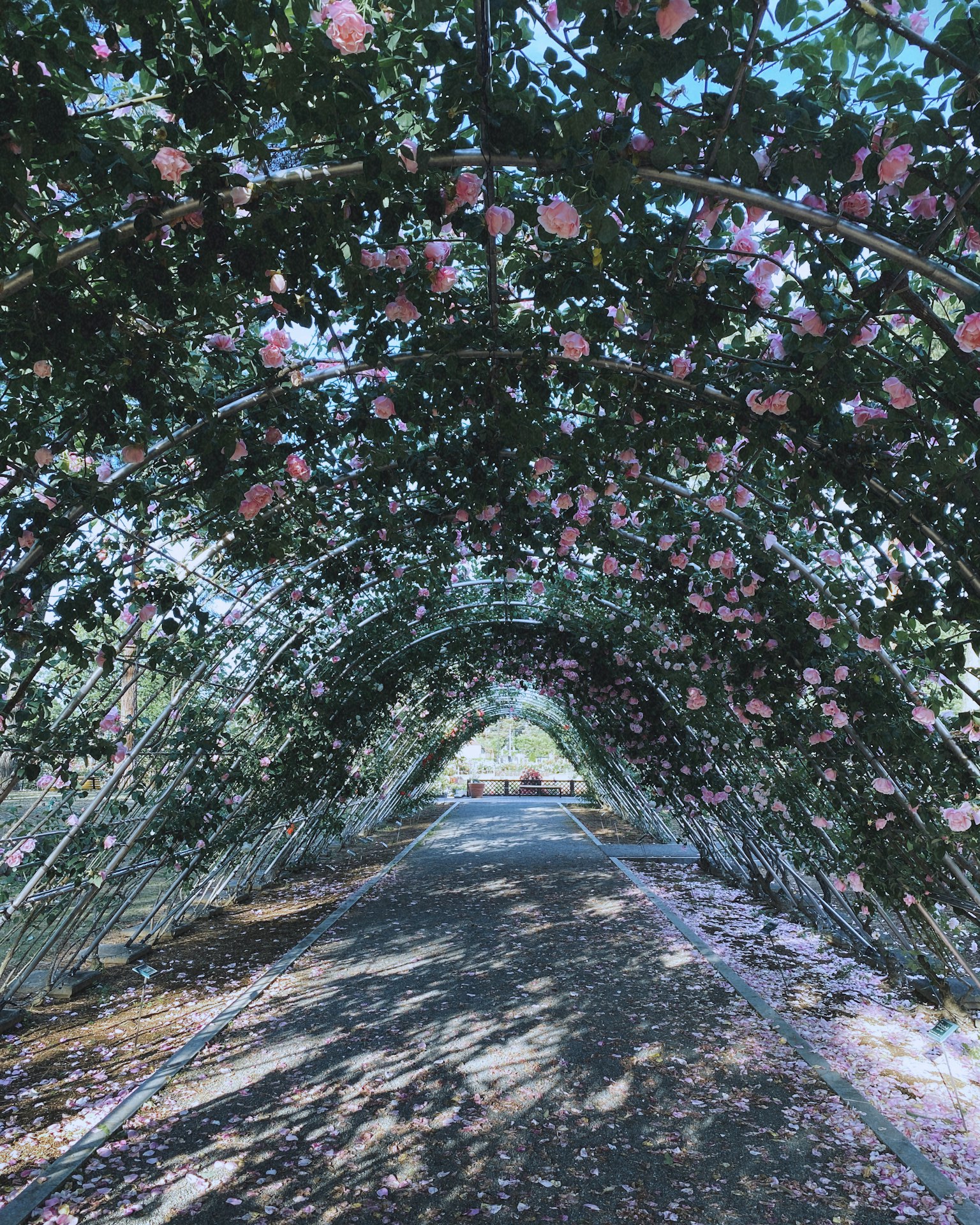 Sentier sous une arche de fleurs en pleine floraison avec des fleurs roses