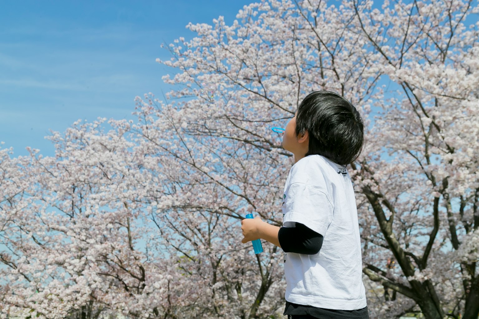 Child looking up at cherry blossom trees under blue sky