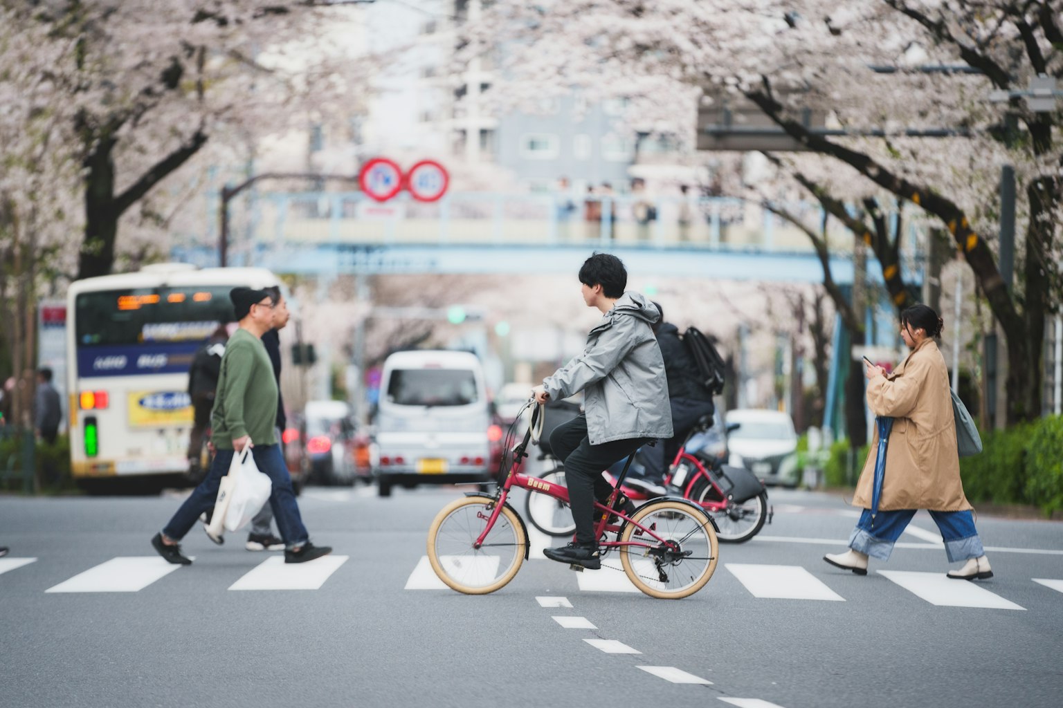 People crossing a street lined with cherry blossom trees and a man on a bicycle