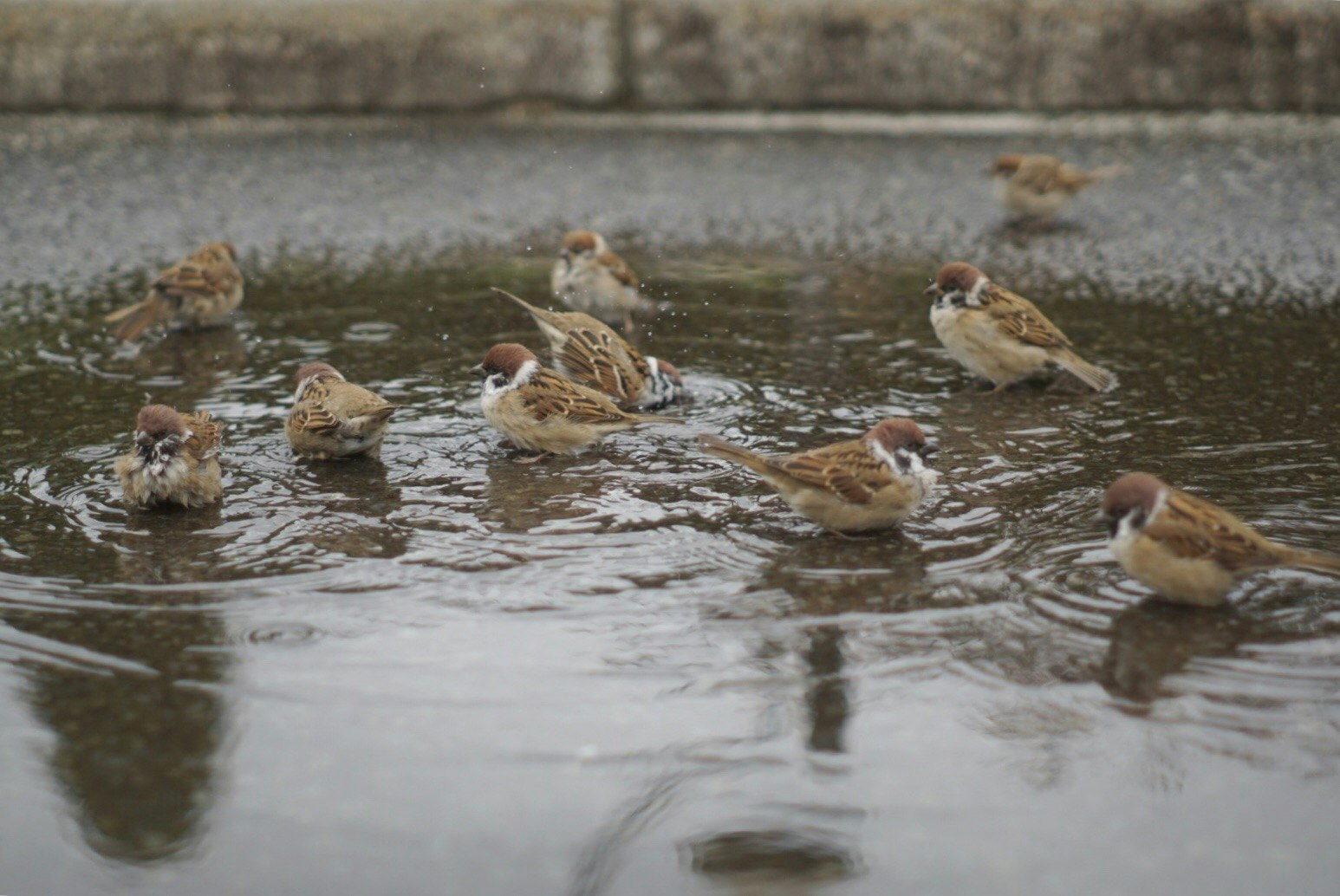 水面で羽を休めるスズメの群れ