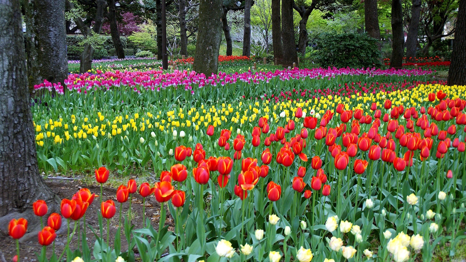 Tulip berwarna-warni mekar di taman