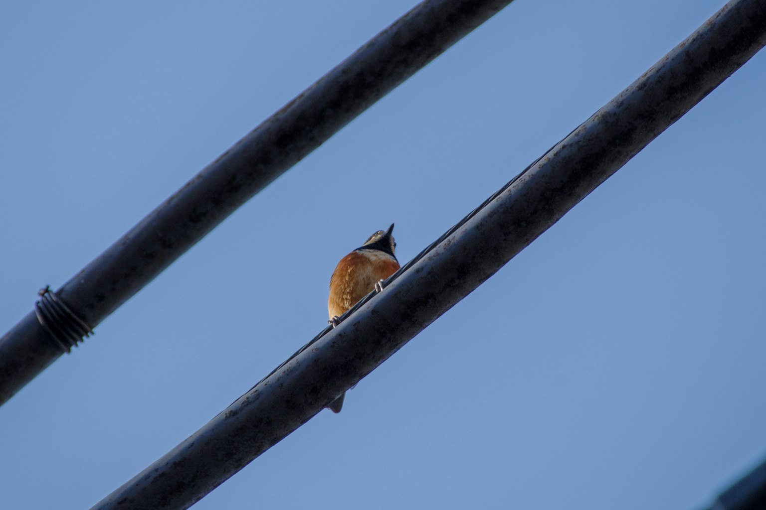 Un petit oiseau perché sur une ligne électrique sous un ciel bleu