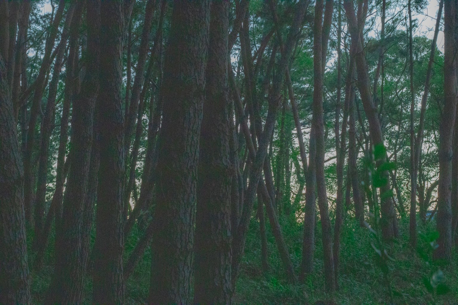 높은 나무와 부드러운 조명이 있는 울창한 숲 풍경
